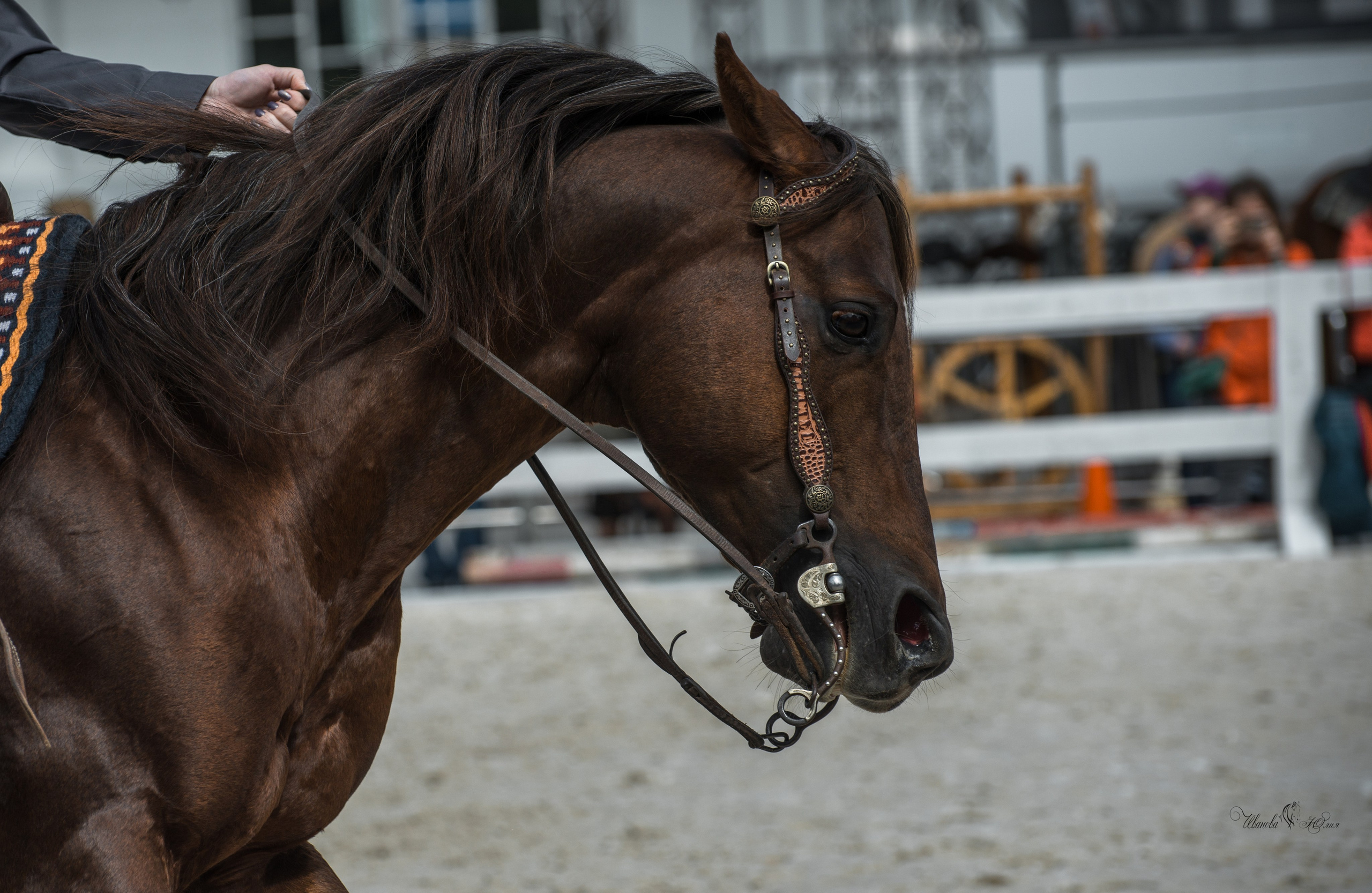 Эквирос, Москва. Конный фотограф в Саратове Юлия Иванова
