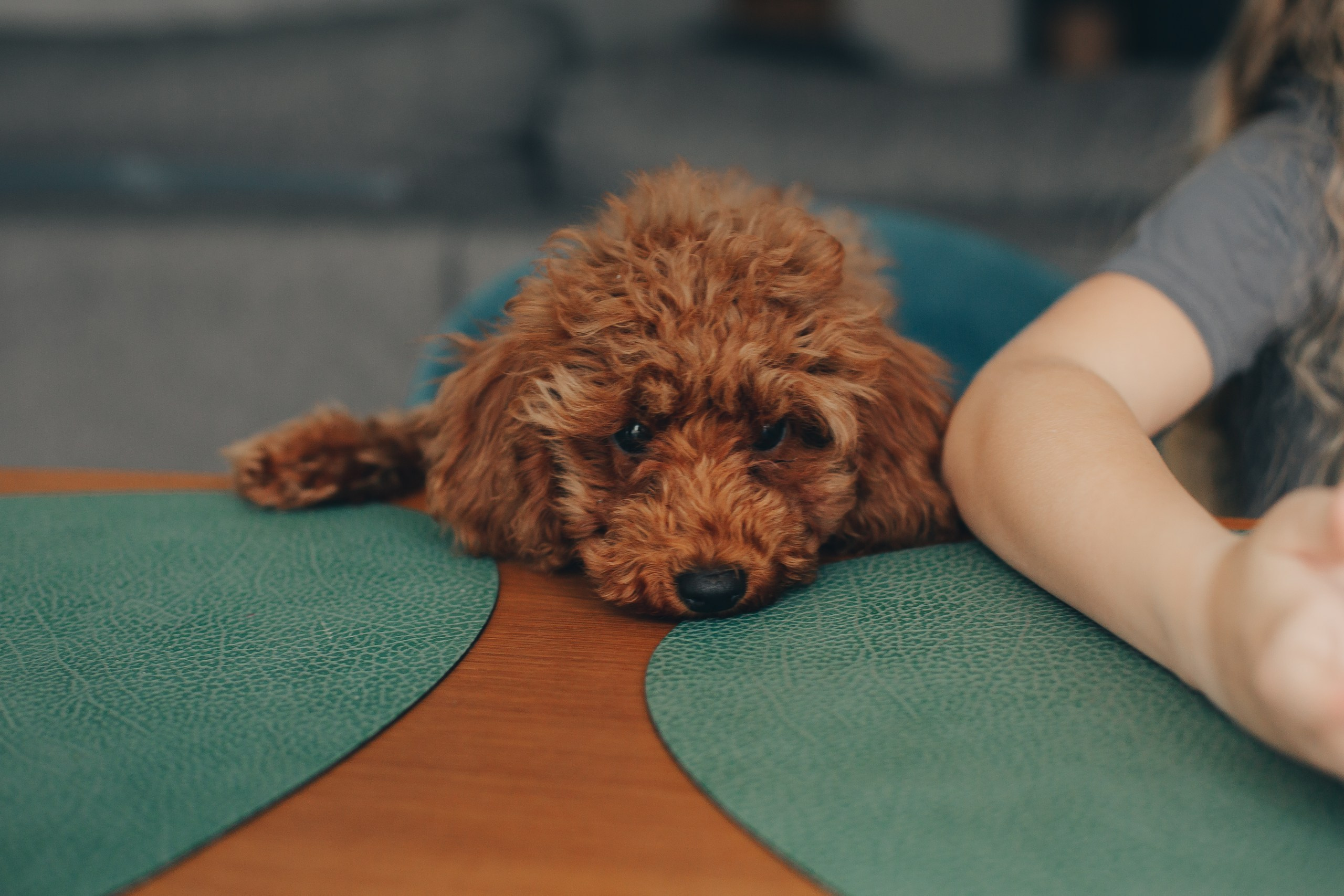 Семейная фотосессия со щенком. Фотограф Евгения Мальцева, Архангельск