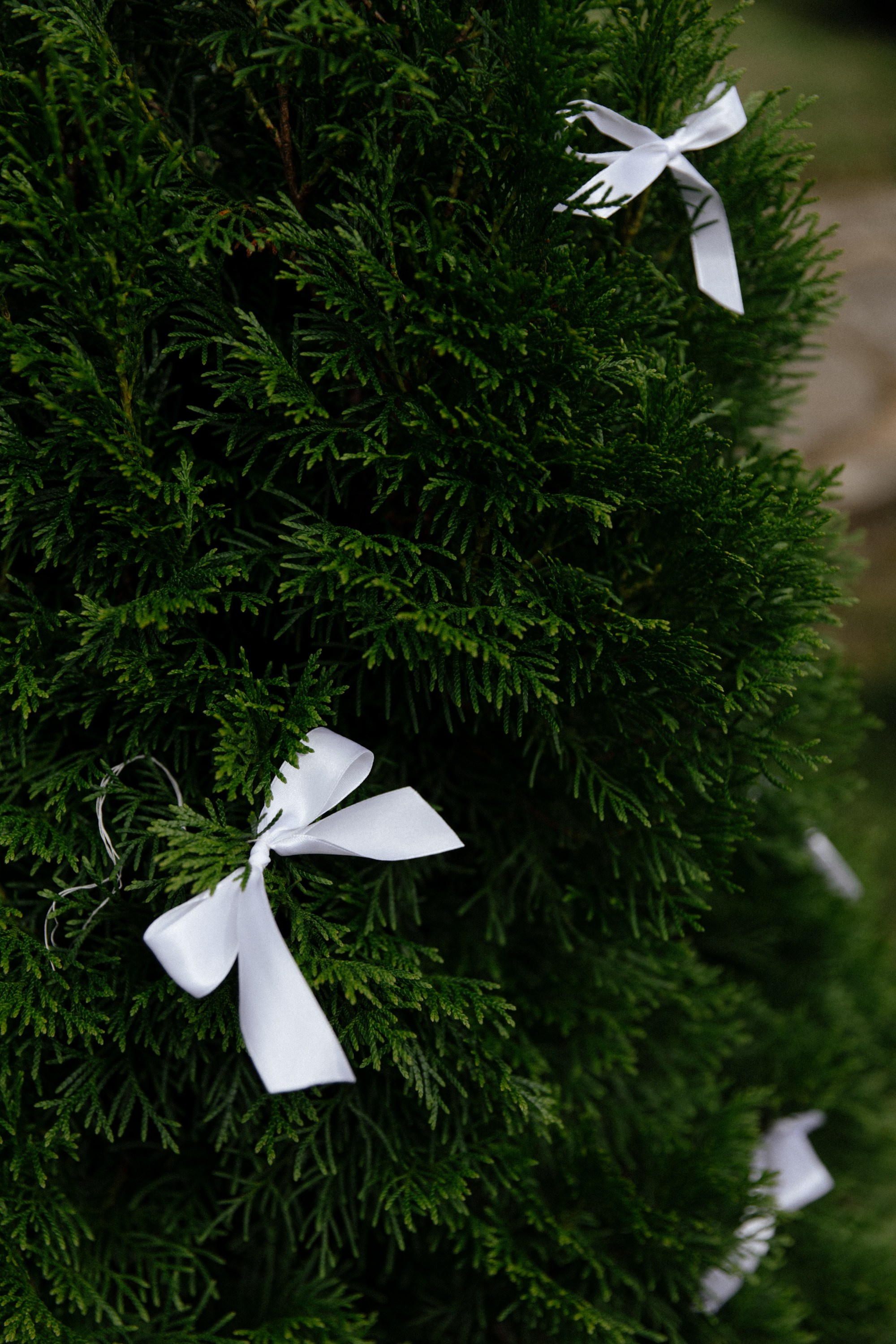 ECO-Wed!. Фотограф Сергиев Посад Москва Хованская Екатерина