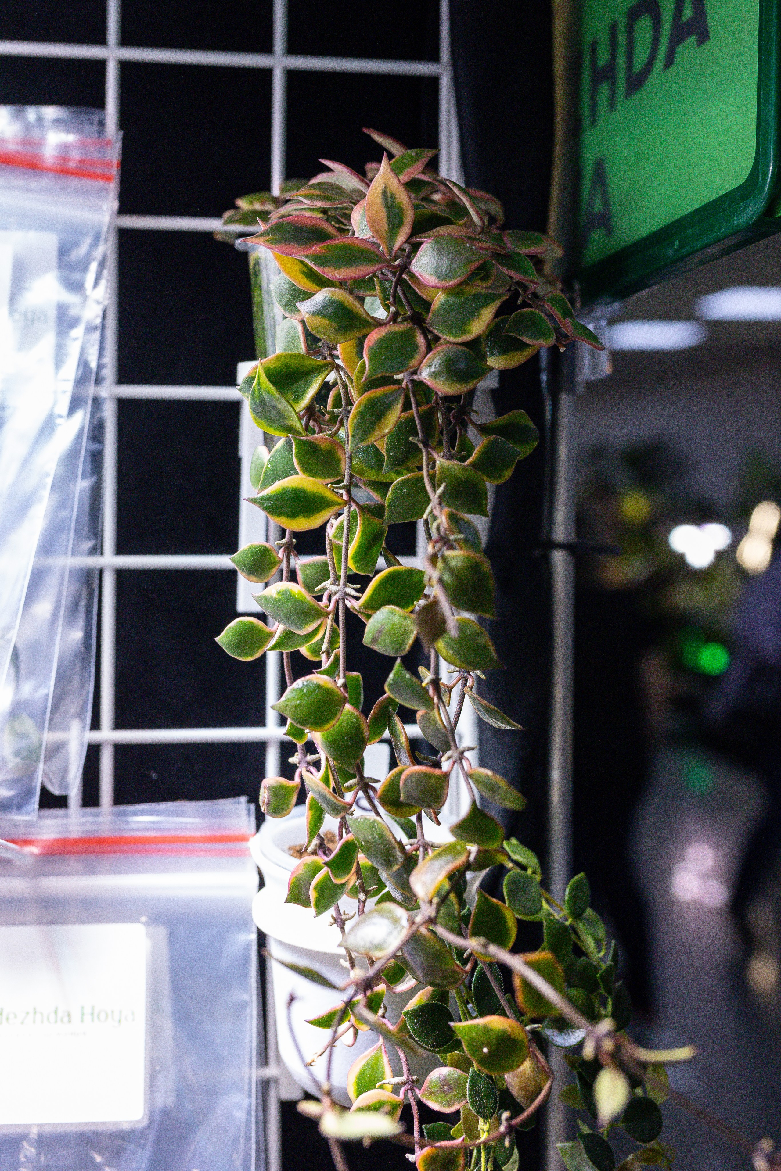 Монстериум 11–12 октября. Александра Куликова фотограф, Москва