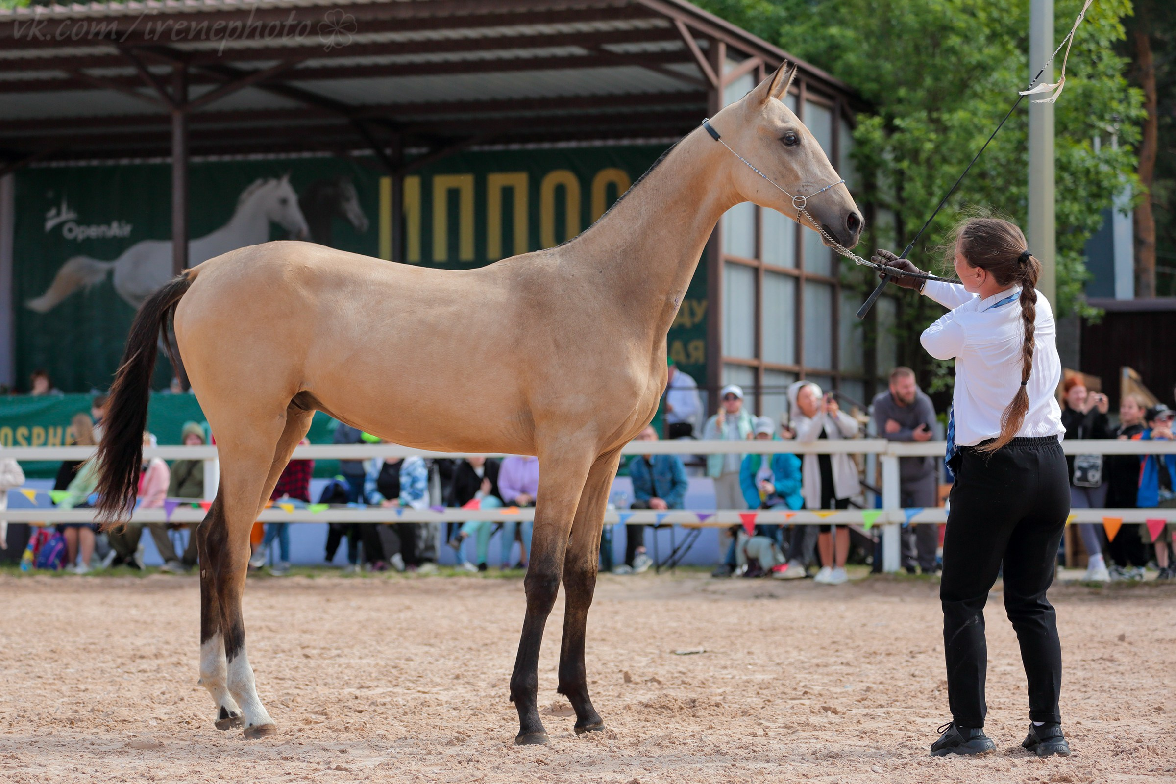 Иппосфера 2024. Irenephoto.ru