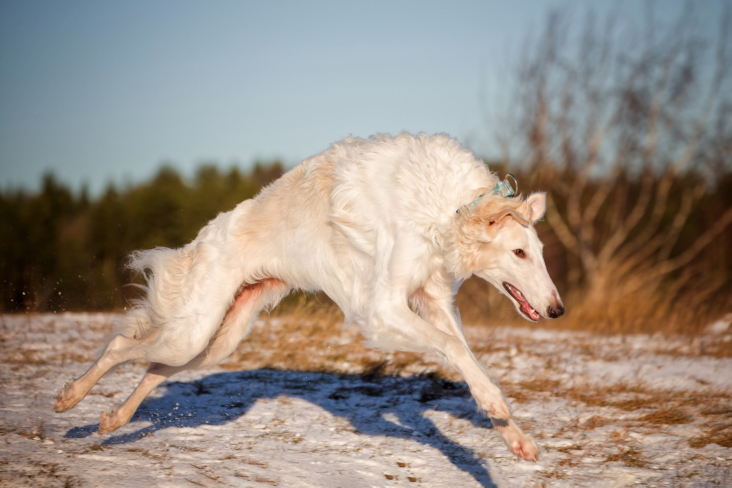 Собаки в движении. Irenephoto.ru