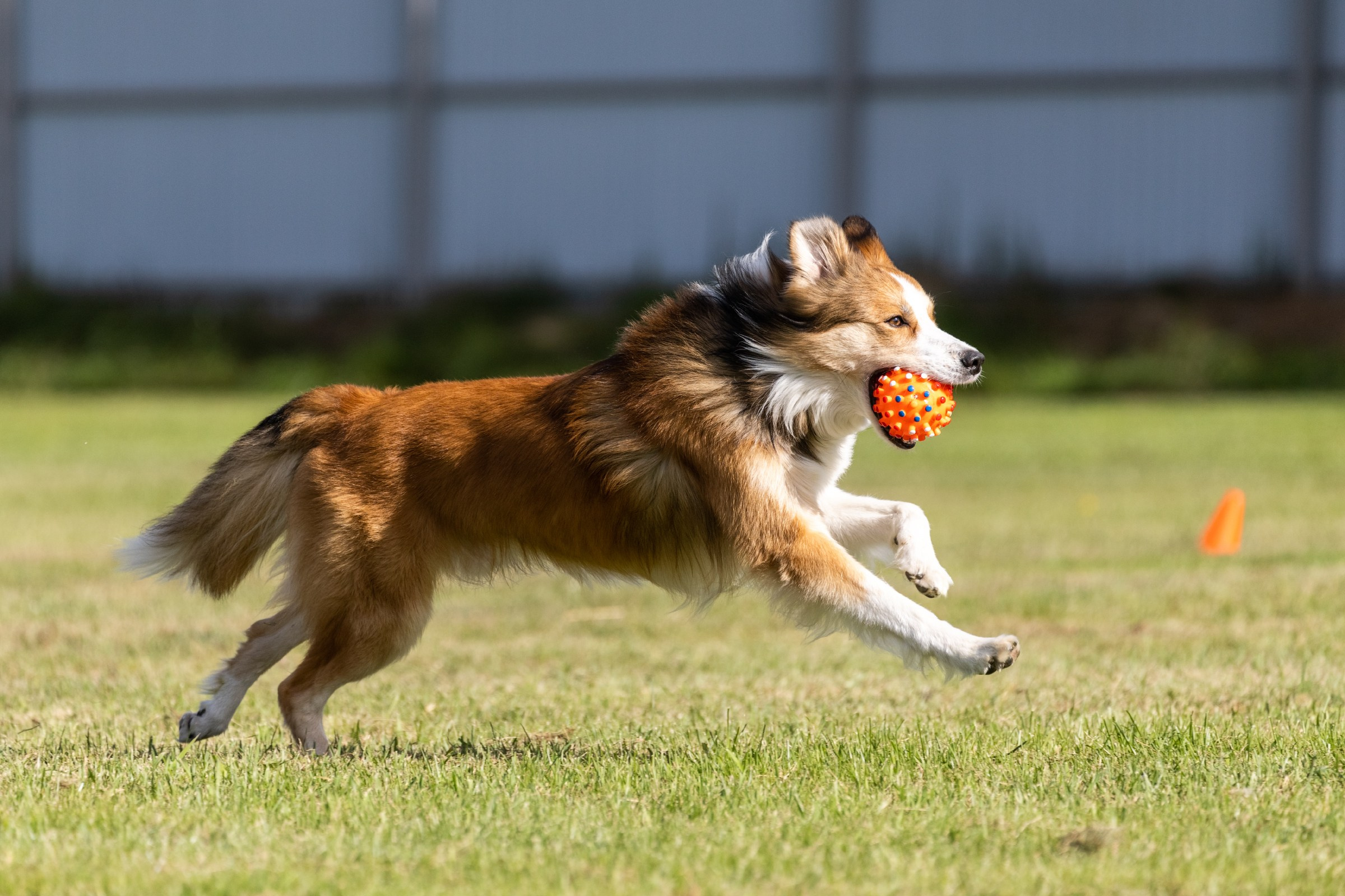 Дог-фризби. Irenephoto.ru