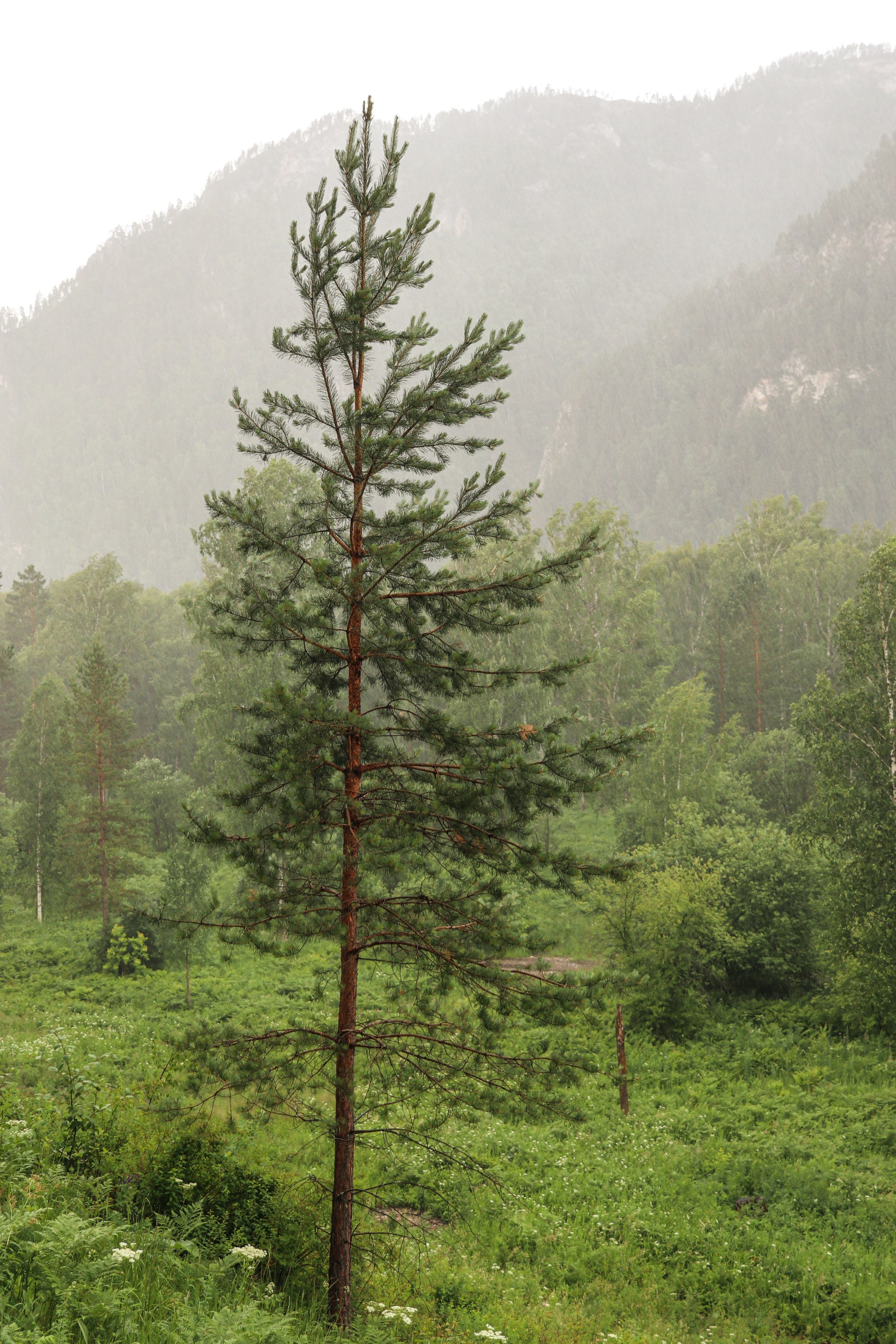 «Pinewood» парк-отель, респ. Алтай. Контент фотограф Дмитрий Борисов