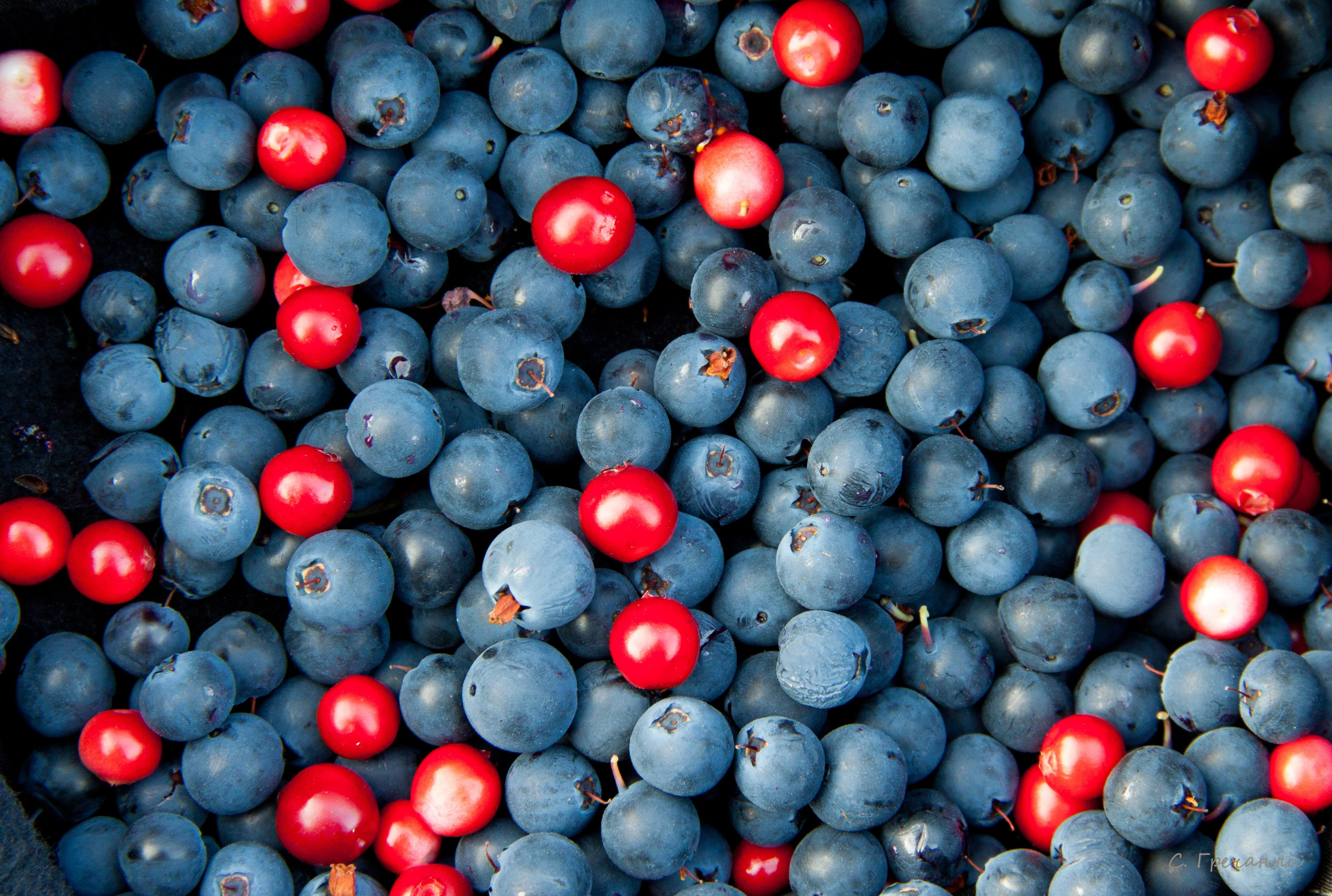 Мир растений. Пейзажи Крайнего Севера. Баренцево море, Рыбачий, Средний, Немецкий
