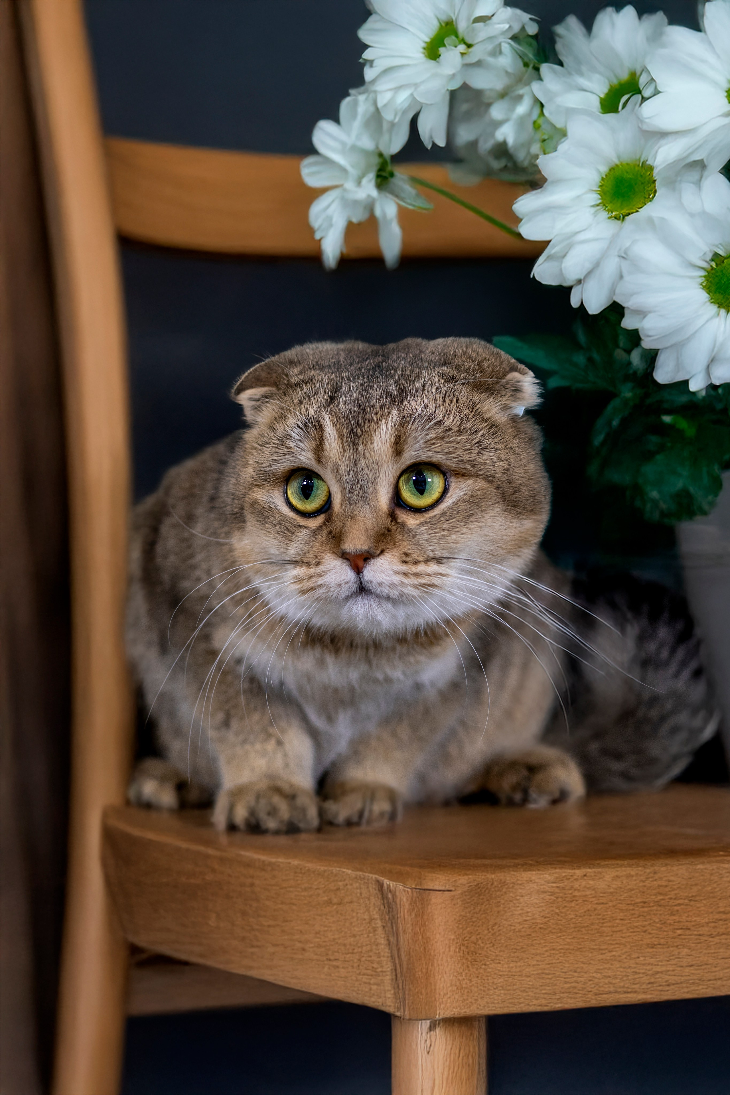 Передержка котиков. Фотограф анималист в Санкт-Петербурге Таша Крейв