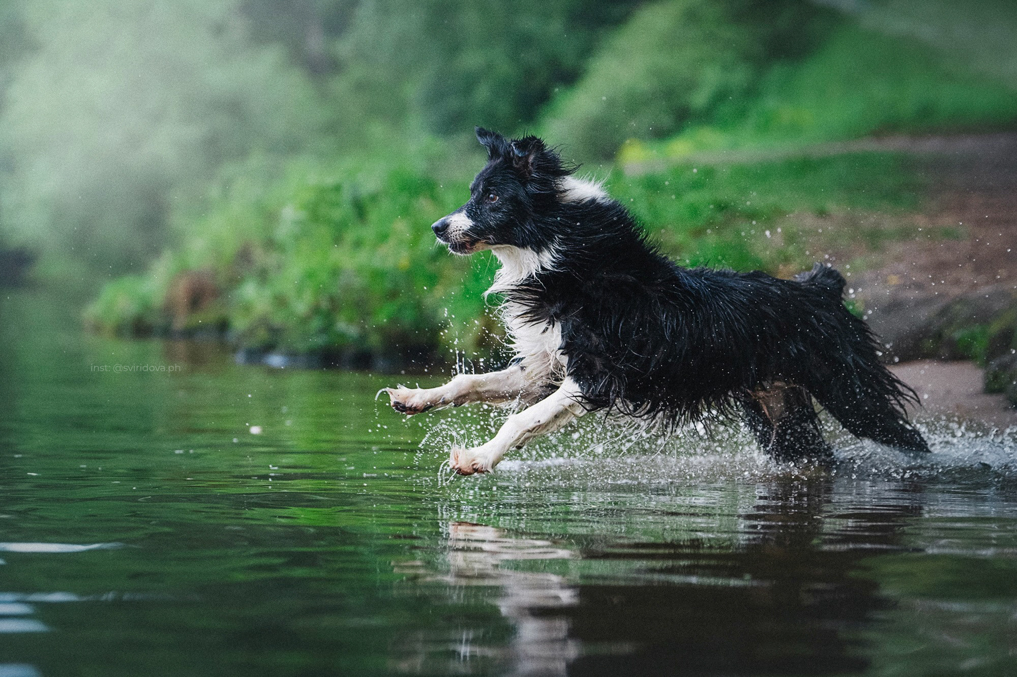 Вика и Веник. Фотограф анималист в Москве и Санкт-Петербурге Свиридова Анна