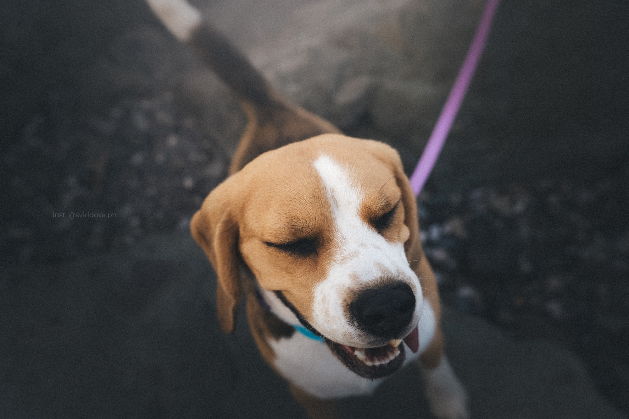 Евгения и Мира. Фотограф анималист в Москве и Санкт-Петербурге Свиридова Анна