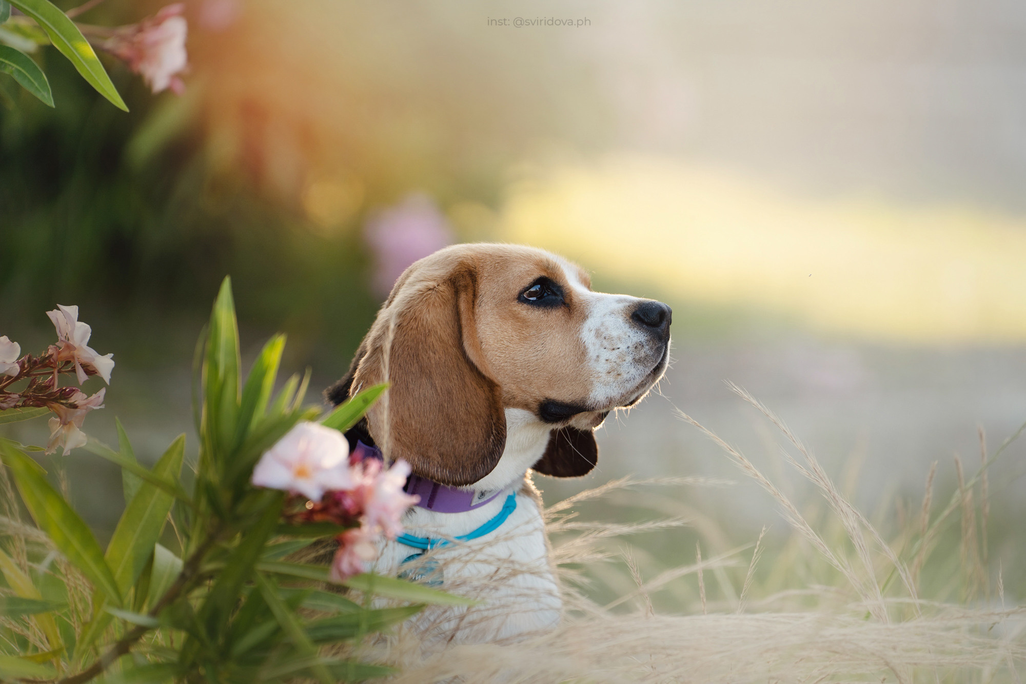 Евгения и Мира. Фотограф анималист в Москве и Санкт-Петербурге Свиридова Анна