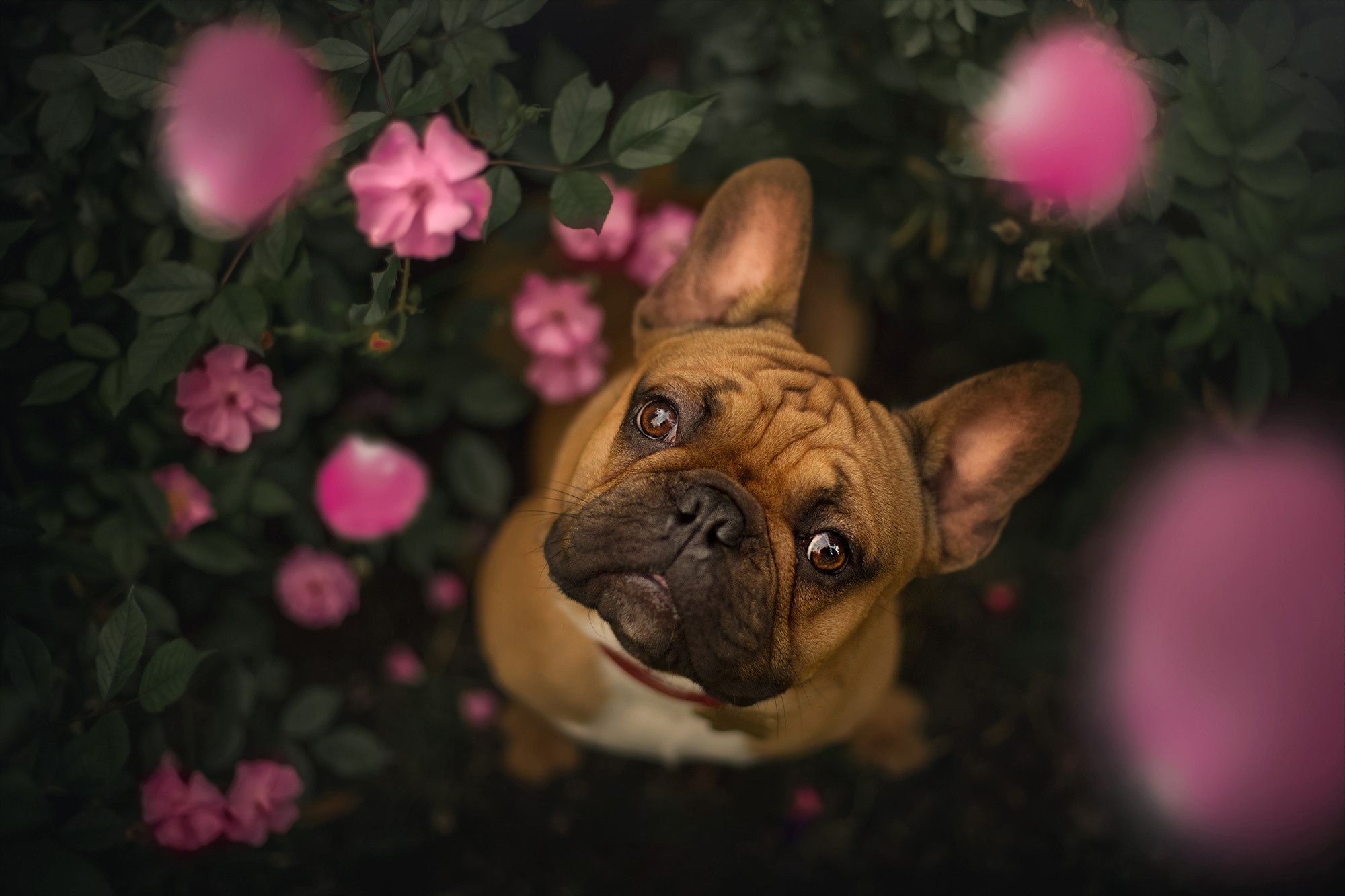 Фотограф анималист в Москве и Санкт-Петербурге Свиридова Анна