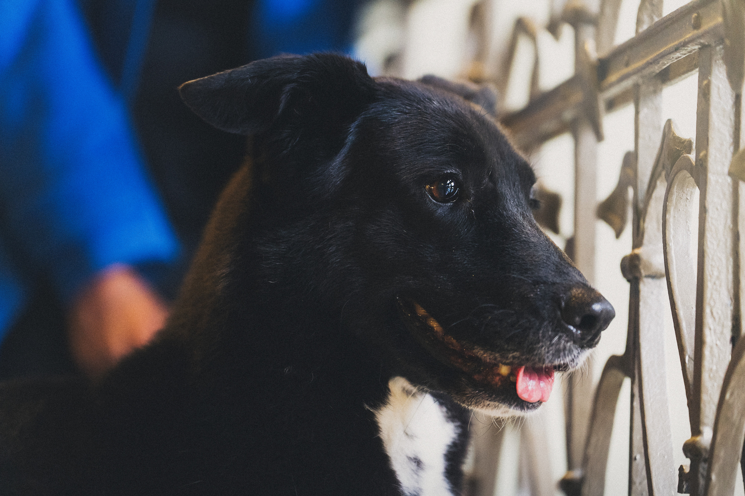 Вика и Чара. Фотограф анималист в Москве и Санкт-Петербурге Свиридова Анна