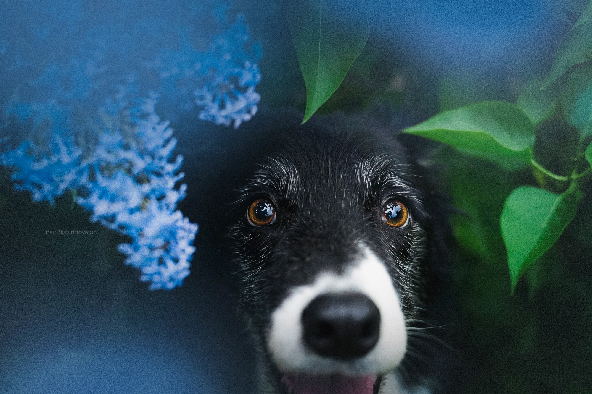 Вика и Веник. Фотограф анималист в Москве и Санкт-Петербурге Свиридова Анна