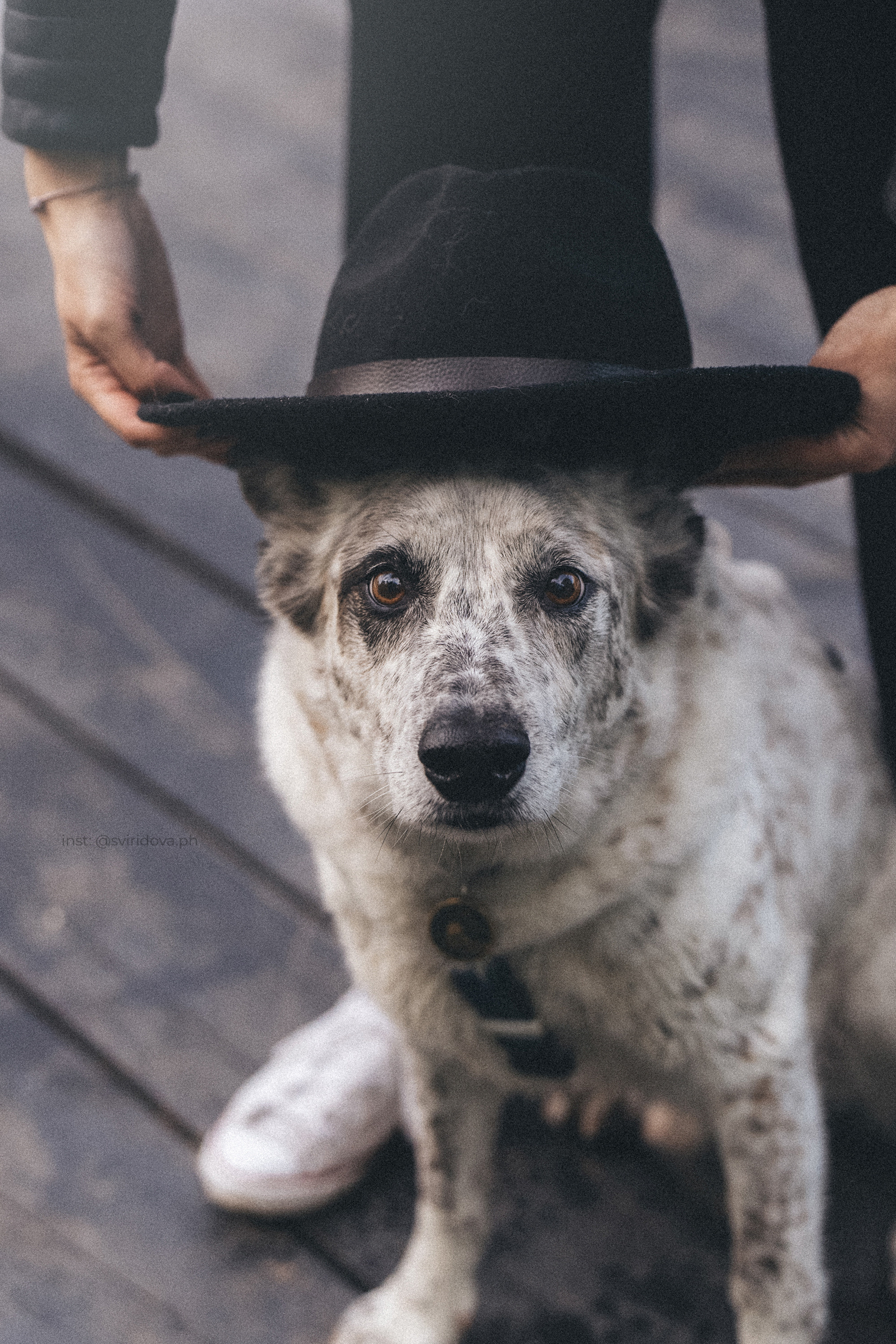 Катя и Бутуз. Фотограф анималист в Москве и Санкт-Петербурге Свиридова Анна