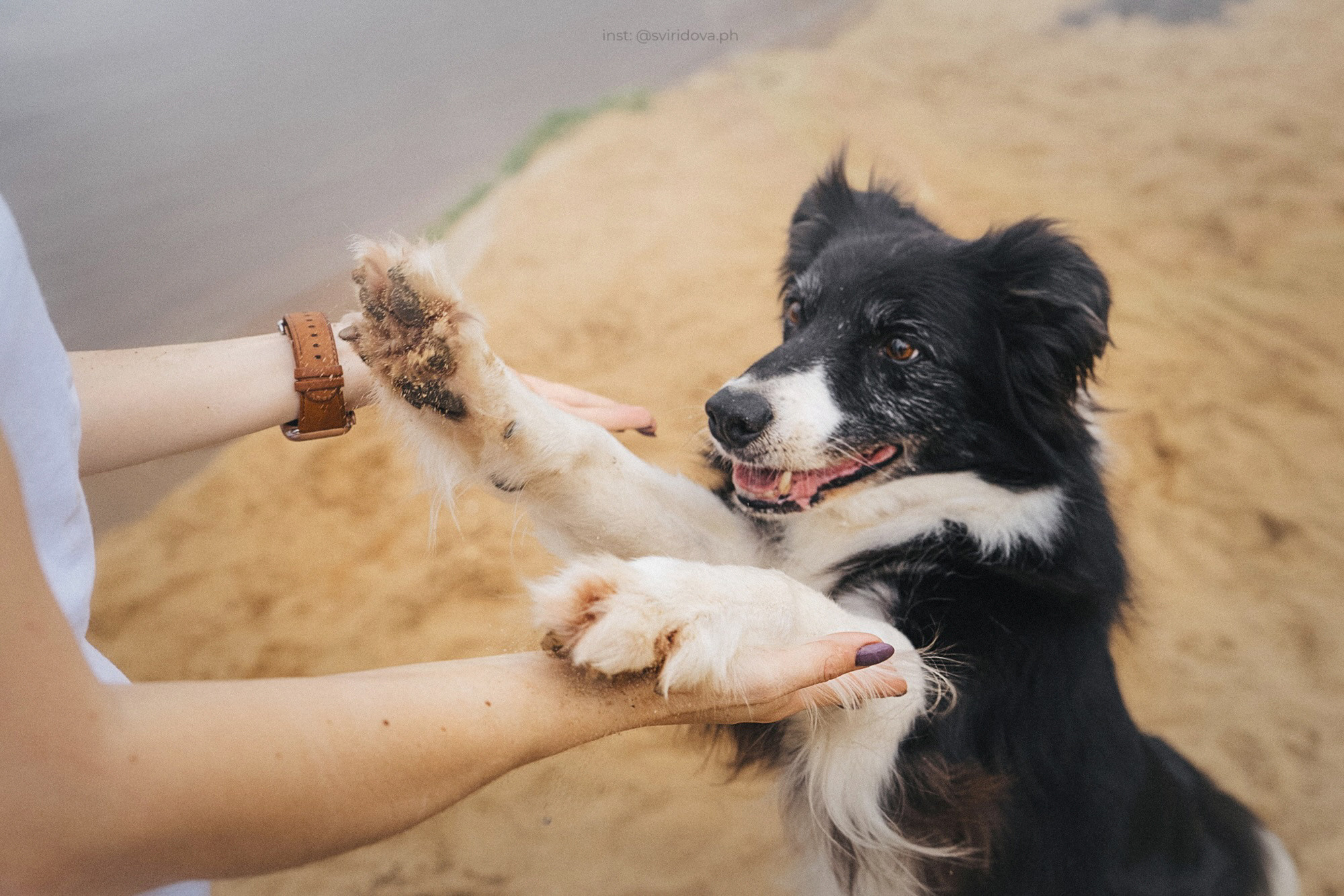 Вика и Веник. Фотограф анималист в Москве и Санкт-Петербурге Свиридова Анна