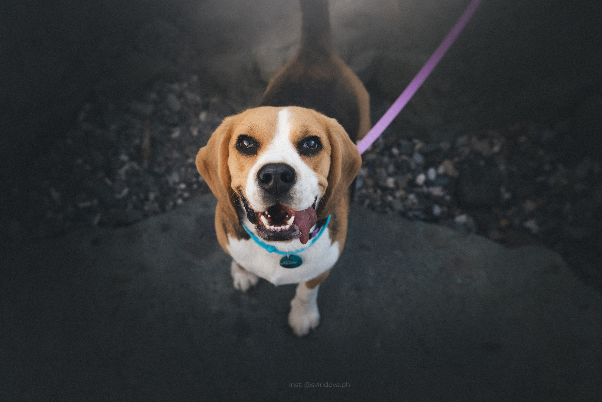 Евгения и Мира. Фотограф анималист в Москве и Санкт-Петербурге Свиридова Анна