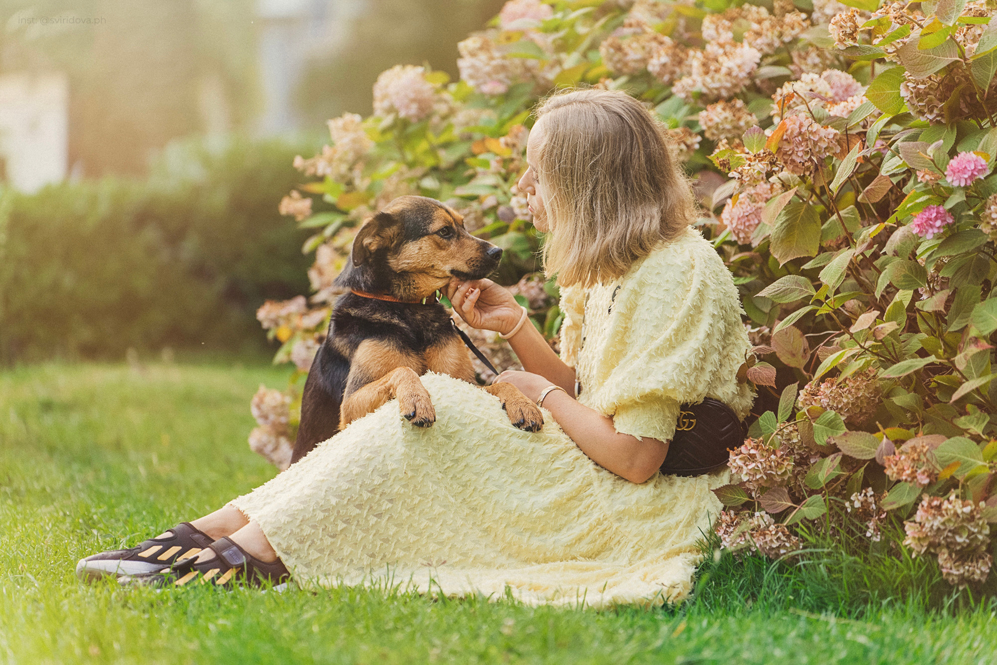 Собакам ищут дом. Фотограф анималист в Москве и Санкт-Петербурге Свиридова Анна