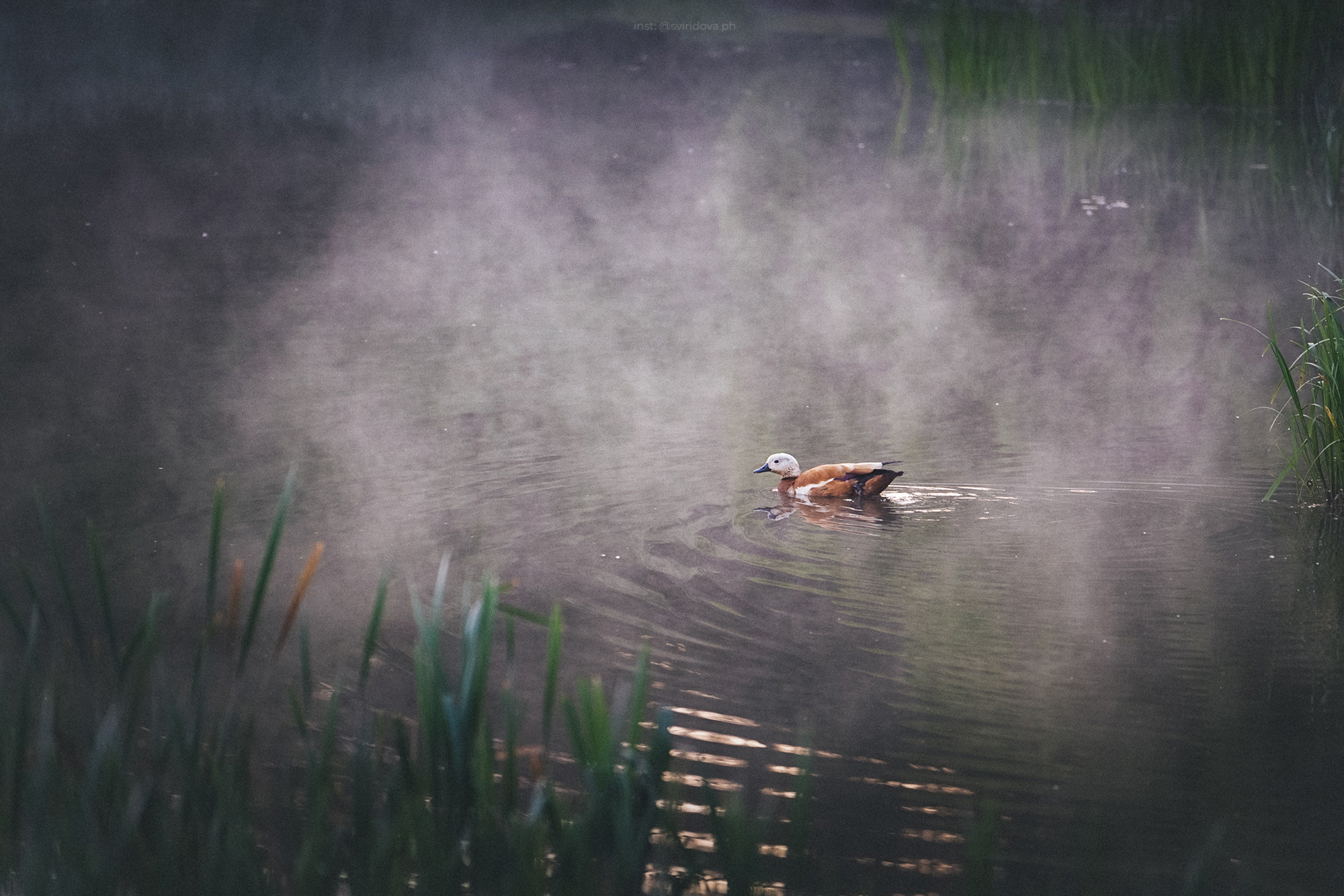 Катя и Бутуз. Фотограф анималист в Москве и Санкт-Петербурге Свиридова Анна