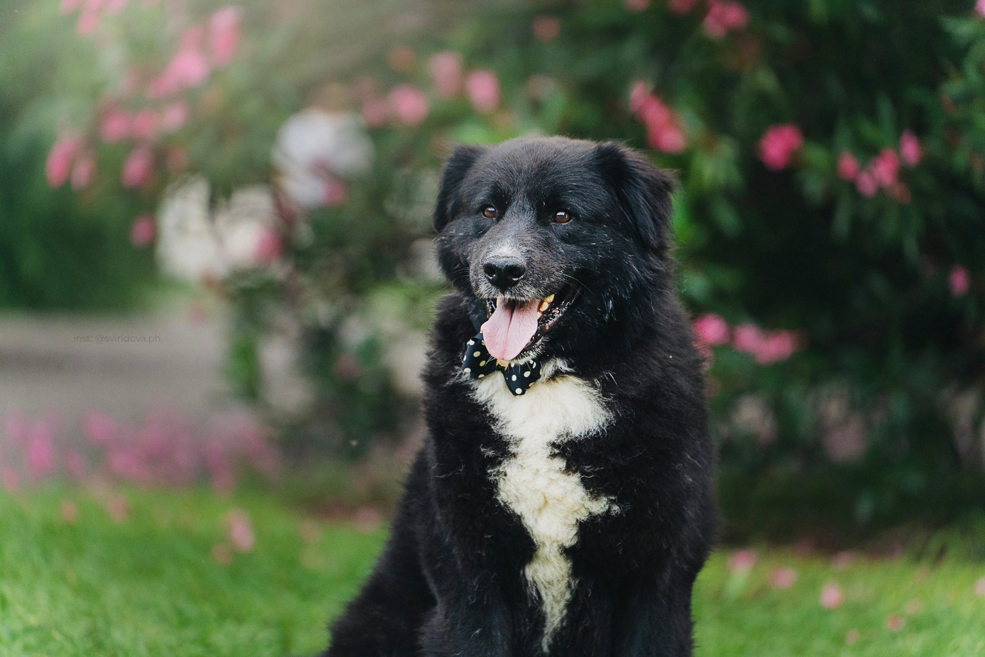 Собакам ищут дом. Фотограф анималист в Москве и Санкт-Петербурге Свиридова Анна