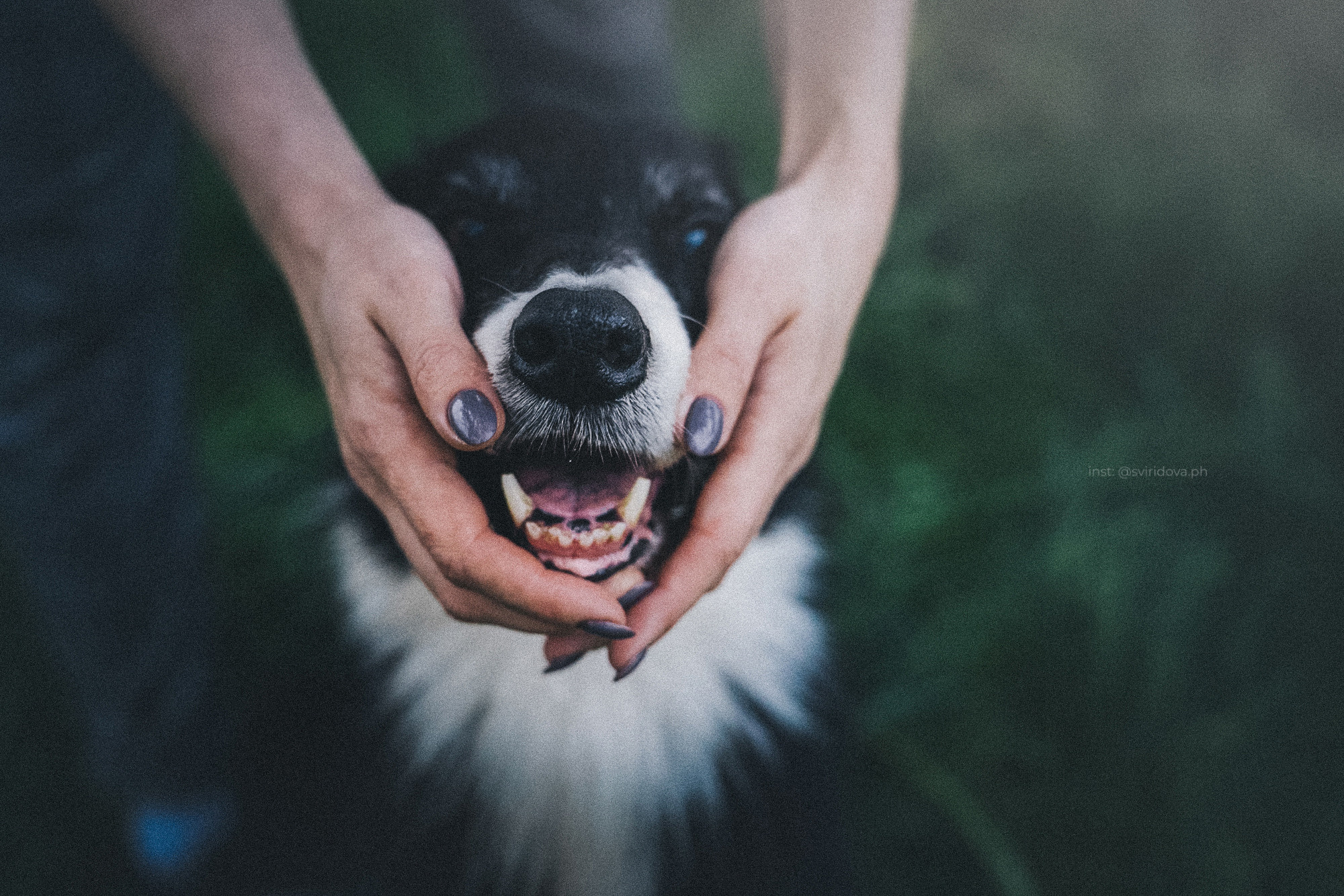 Вика и Веник. Фотограф анималист в Москве и Санкт-Петербурге Свиридова Анна