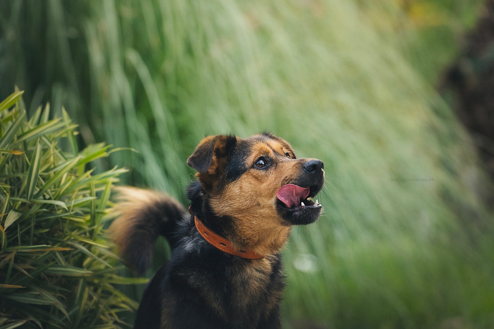 Собакам ищут дом. Фотограф анималист в Москве и Санкт-Петербурге Свиридова Анна