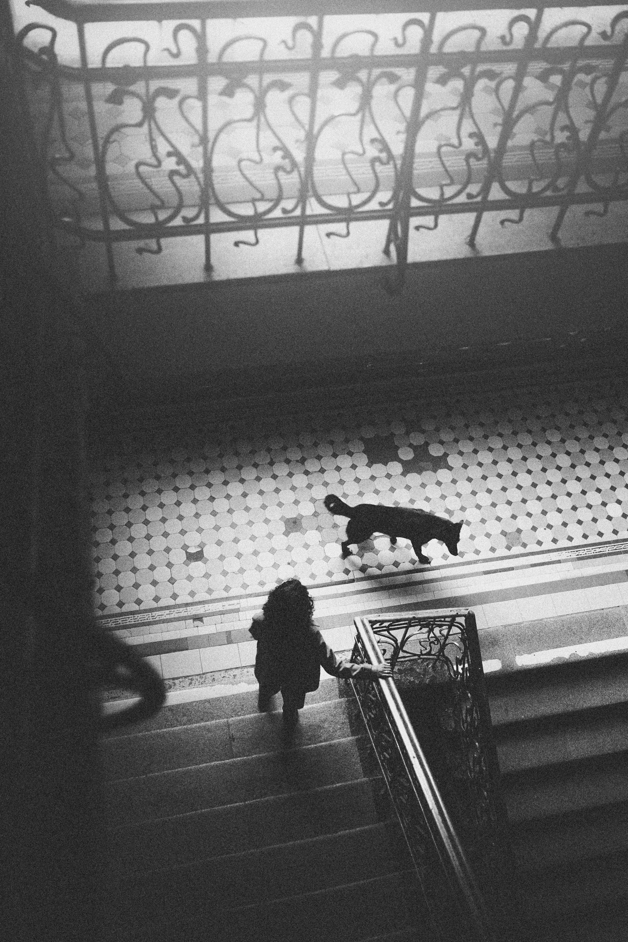 Вика и Чара. Фотограф анималист в Москве и Санкт-Петербурге Свиридова Анна