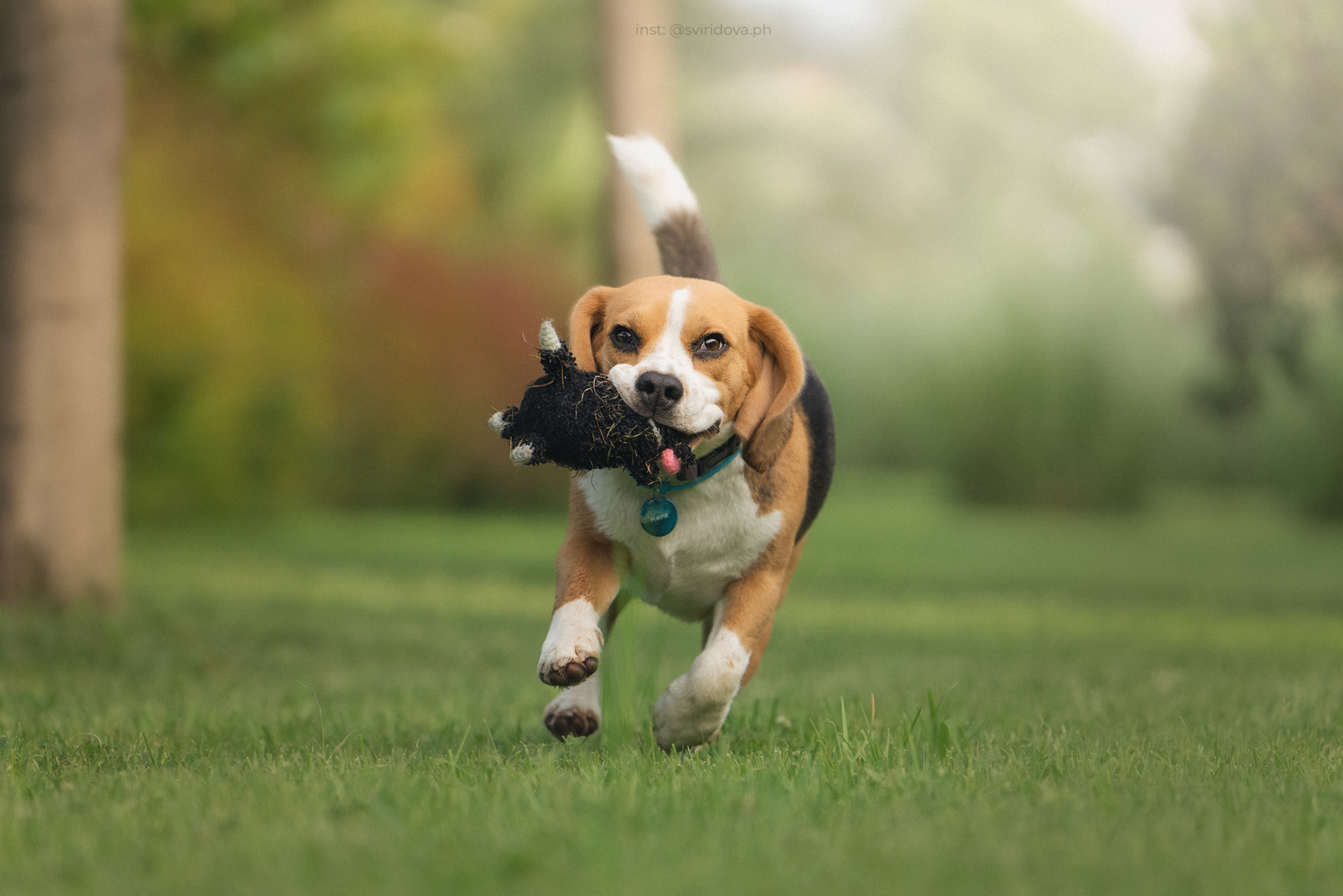 Евгения и Мира. Фотограф анималист в Москве и Санкт-Петербурге Свиридова Анна