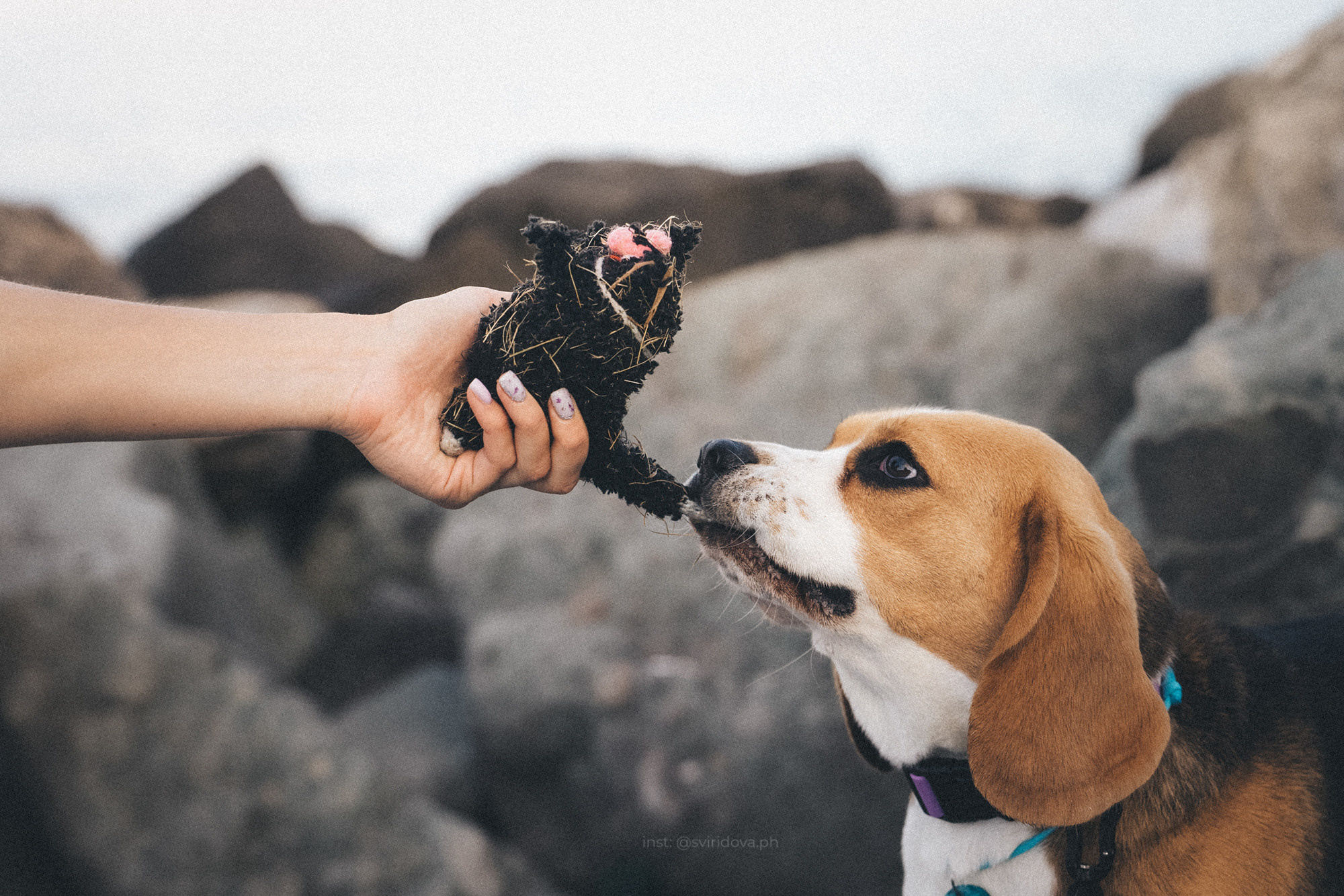 Евгения и Мира. Фотограф анималист в Москве и Санкт-Петербурге Свиридова Анна