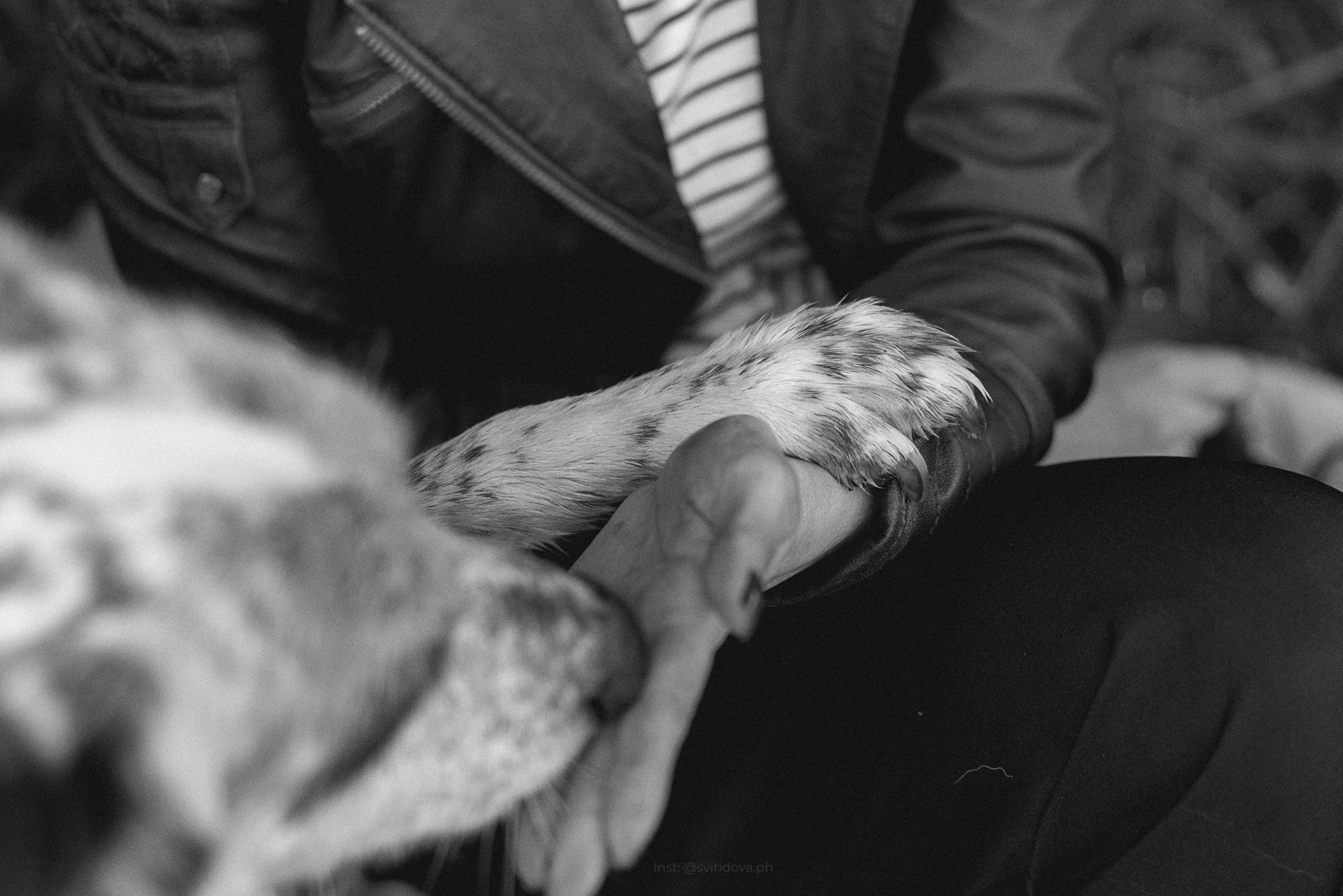 Катя и Бутуз. Фотограф анималист в Москве и Санкт-Петербурге Свиридова Анна