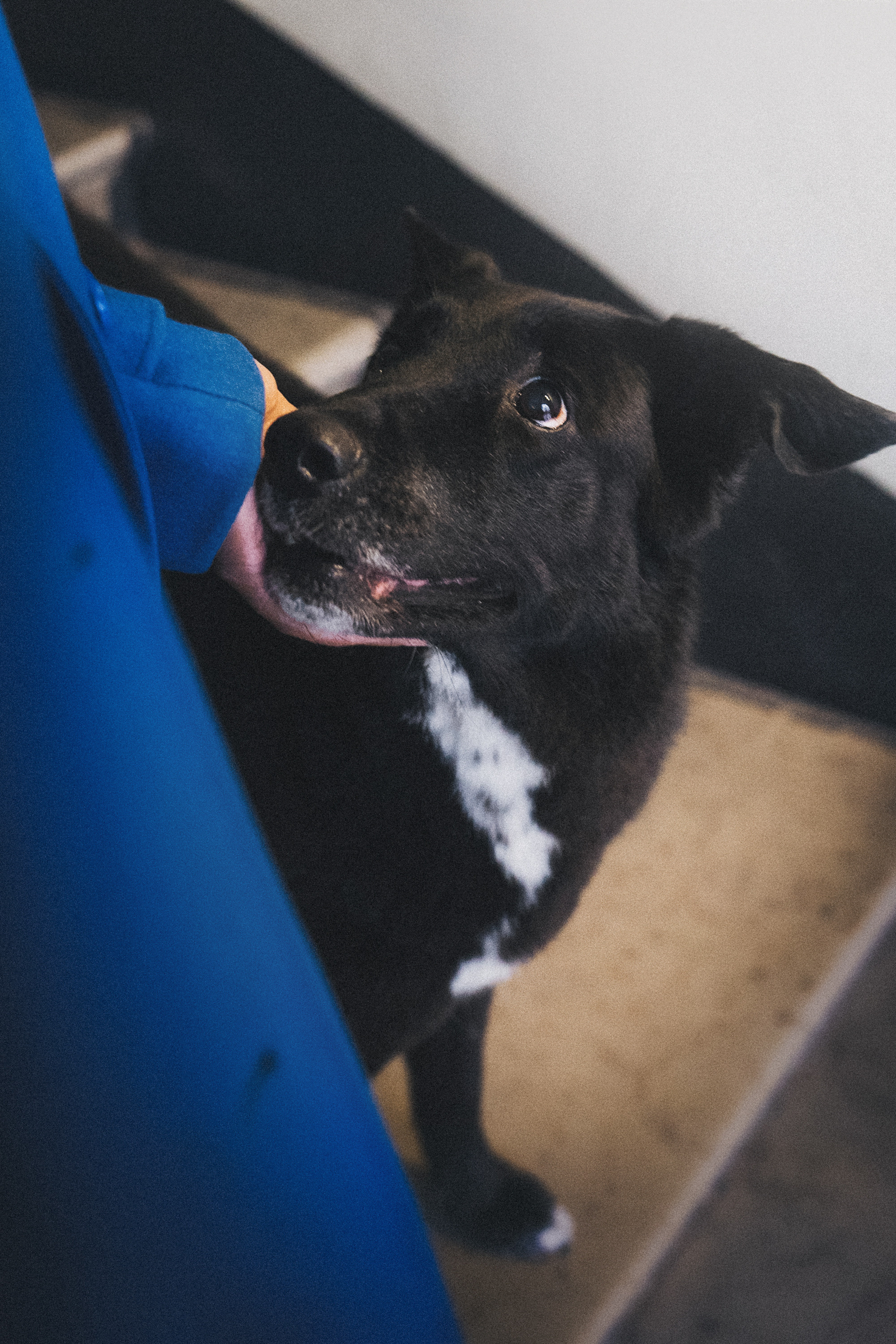 Вика и Чара. Фотограф анималист в Москве и Санкт-Петербурге Свиридова Анна