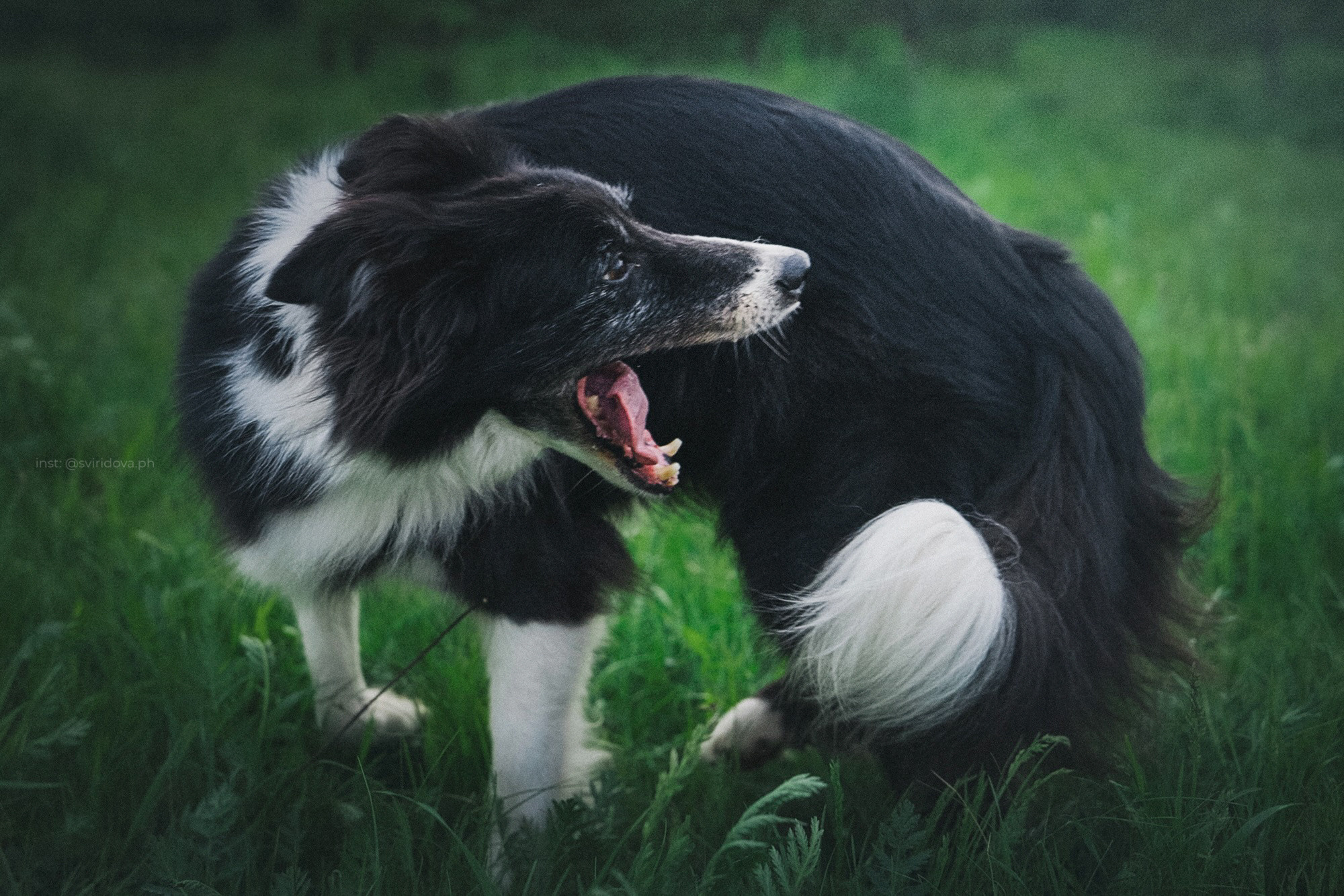 Вика и Веник. Фотограф анималист в Москве и Санкт-Петербурге Свиридова Анна