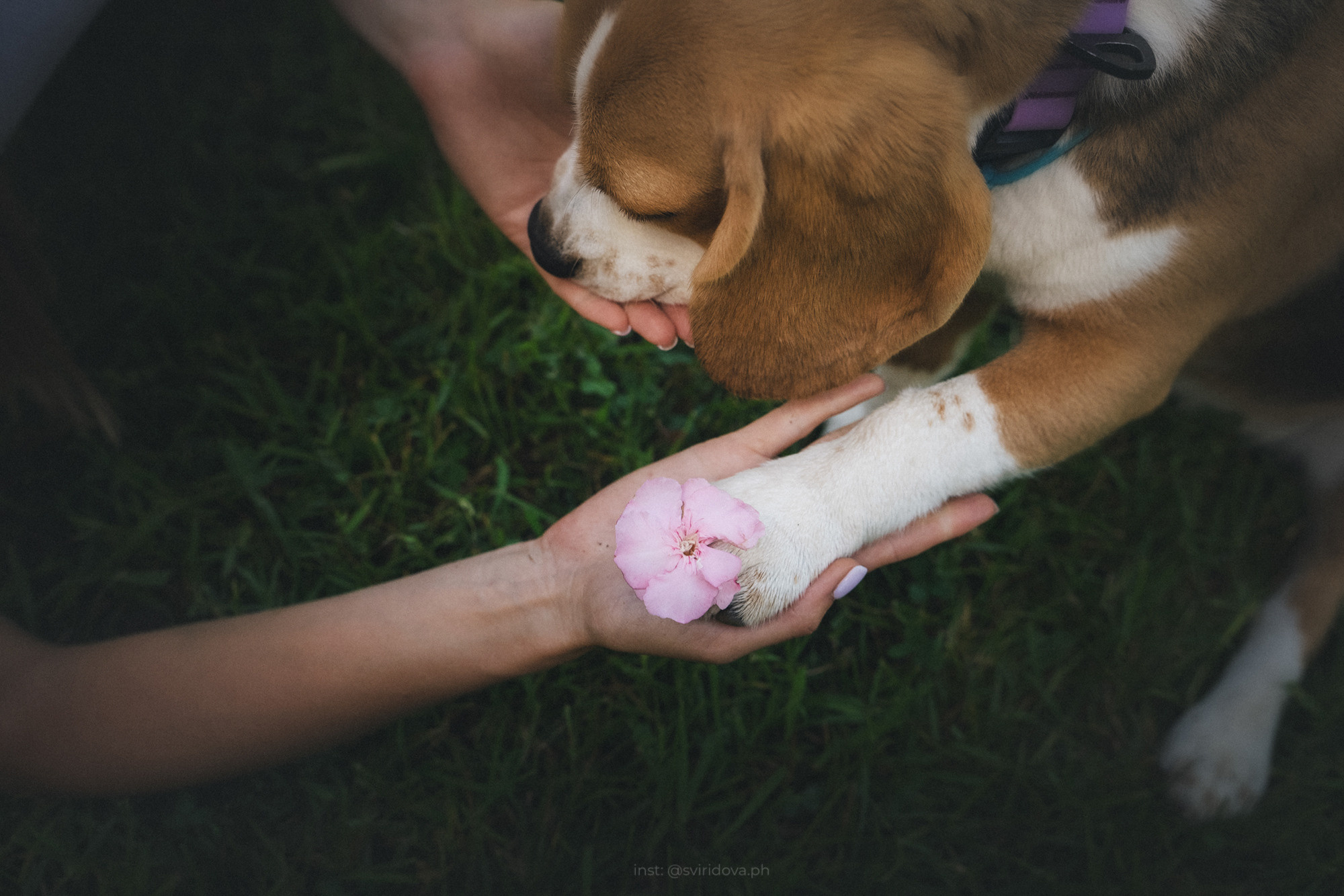 Евгения и Мира. Фотограф анималист в Москве и Санкт-Петербурге Свиридова Анна