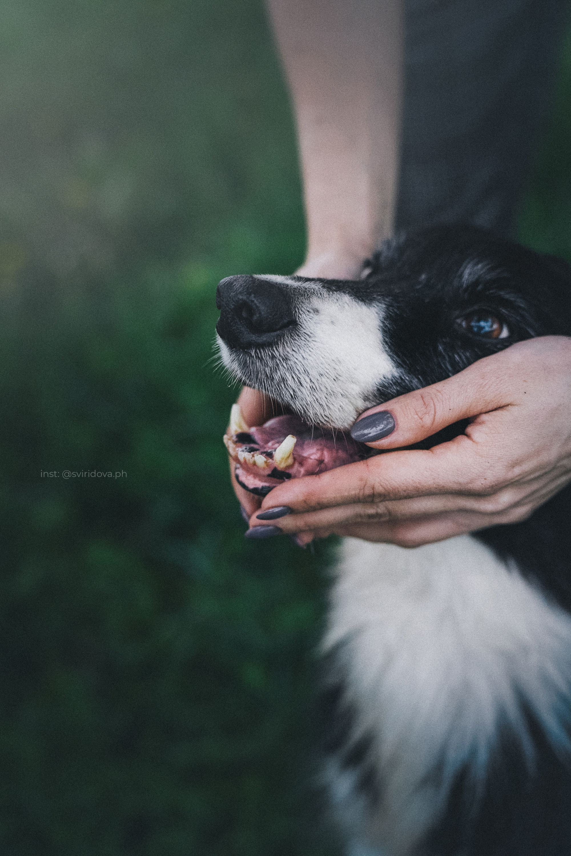 Вика и Веник. Фотограф анималист в Москве и Санкт-Петербурге Свиридова Анна