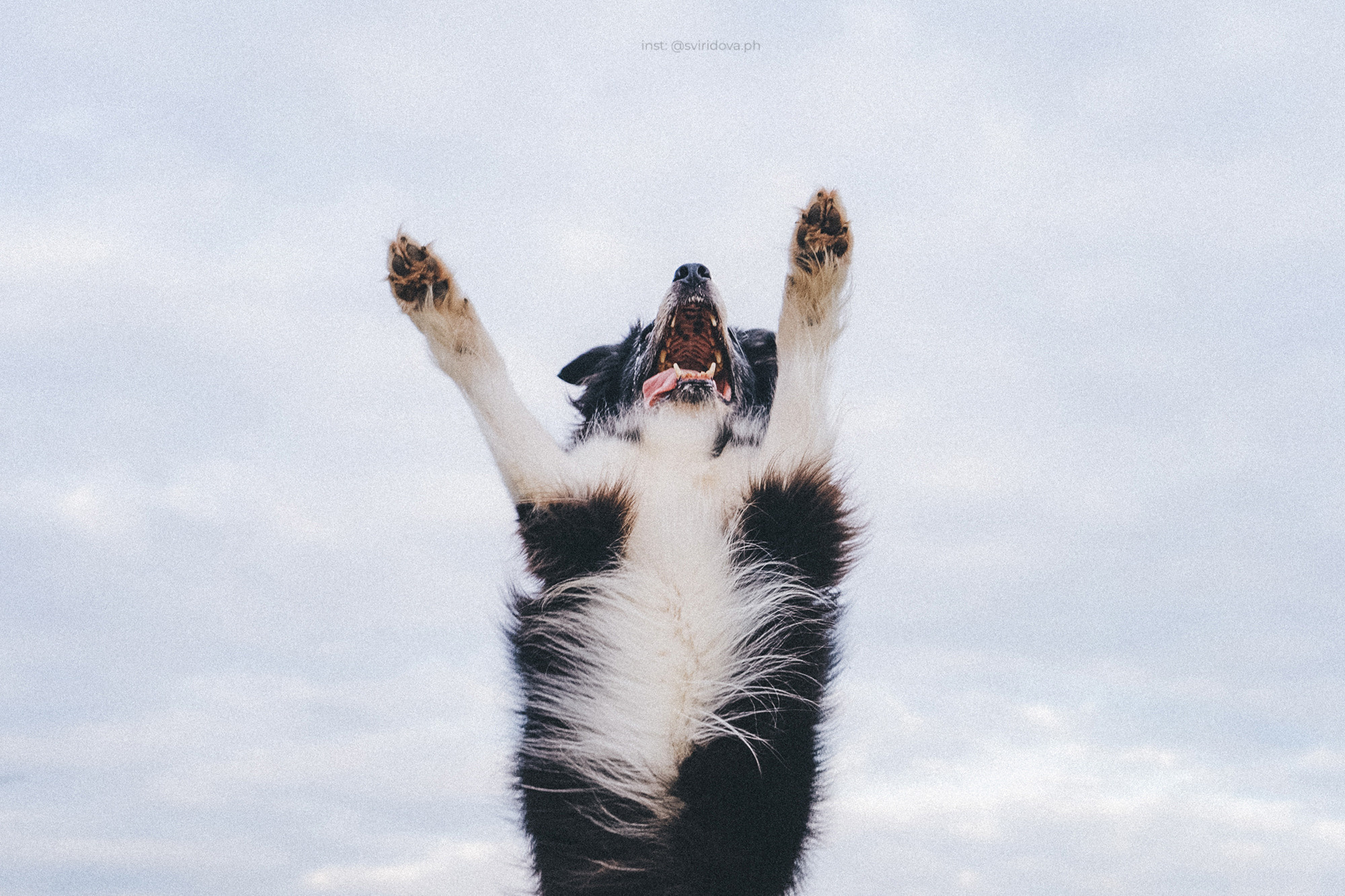 Вика и Веник. Фотограф анималист в Москве и Санкт-Петербурге Свиридова Анна