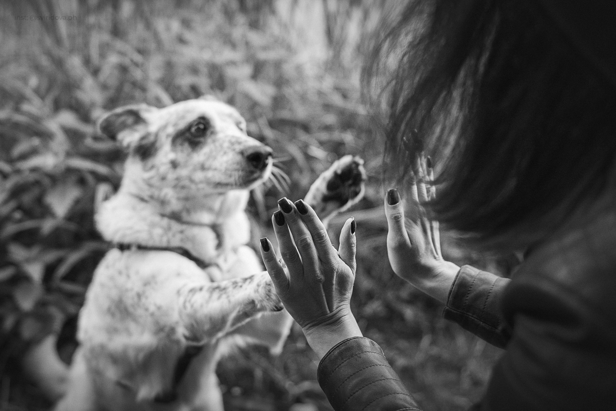 Катя и Бутуз. Фотограф анималист в Москве и Санкт-Петербурге Свиридова Анна
