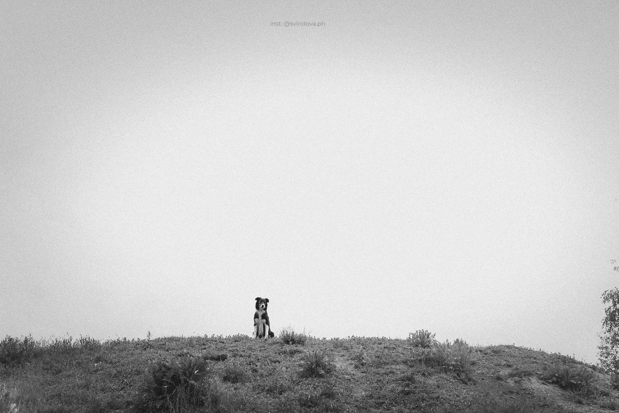 Вика и Веник. Фотограф анималист в Москве и Санкт-Петербурге Свиридова Анна