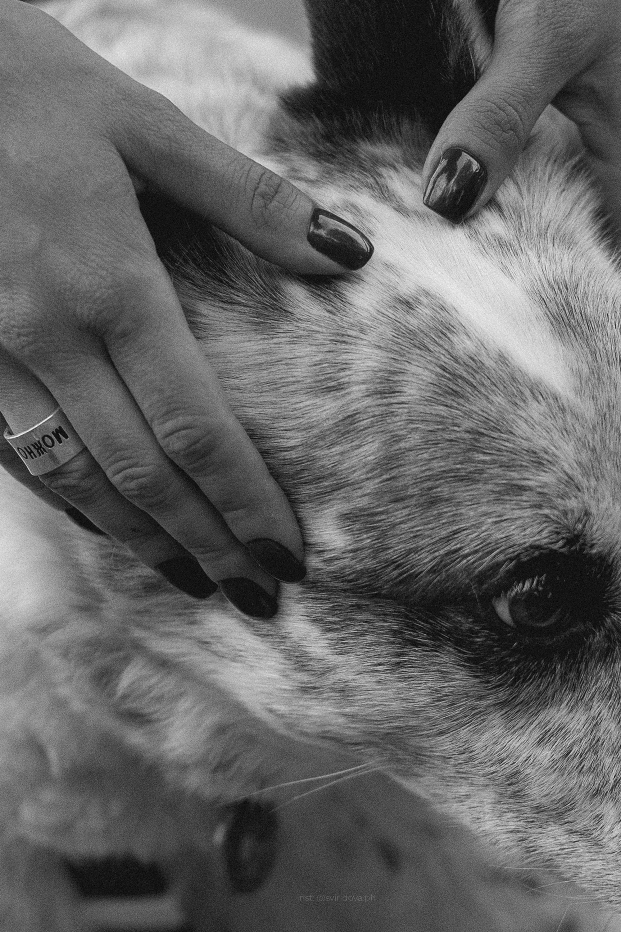 Катя и Бутуз. Фотограф анималист в Москве и Санкт-Петербурге Свиридова Анна