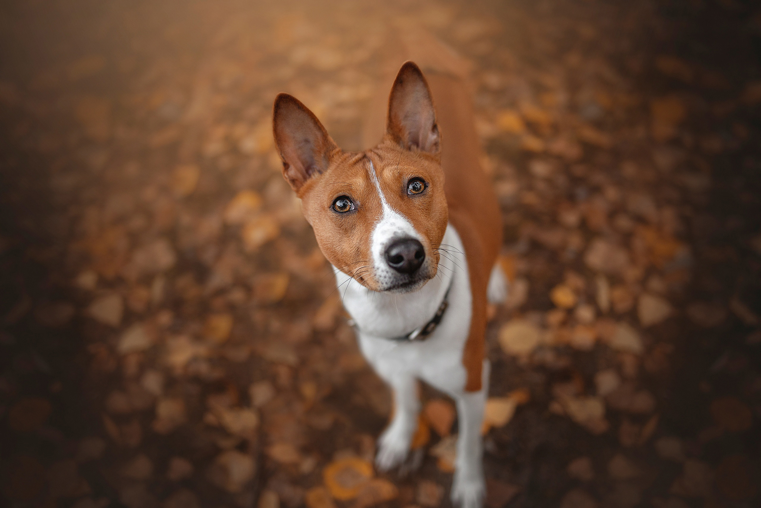 Фотограф анималист в Москве и Санкт-Петербурге Свиридова Анна