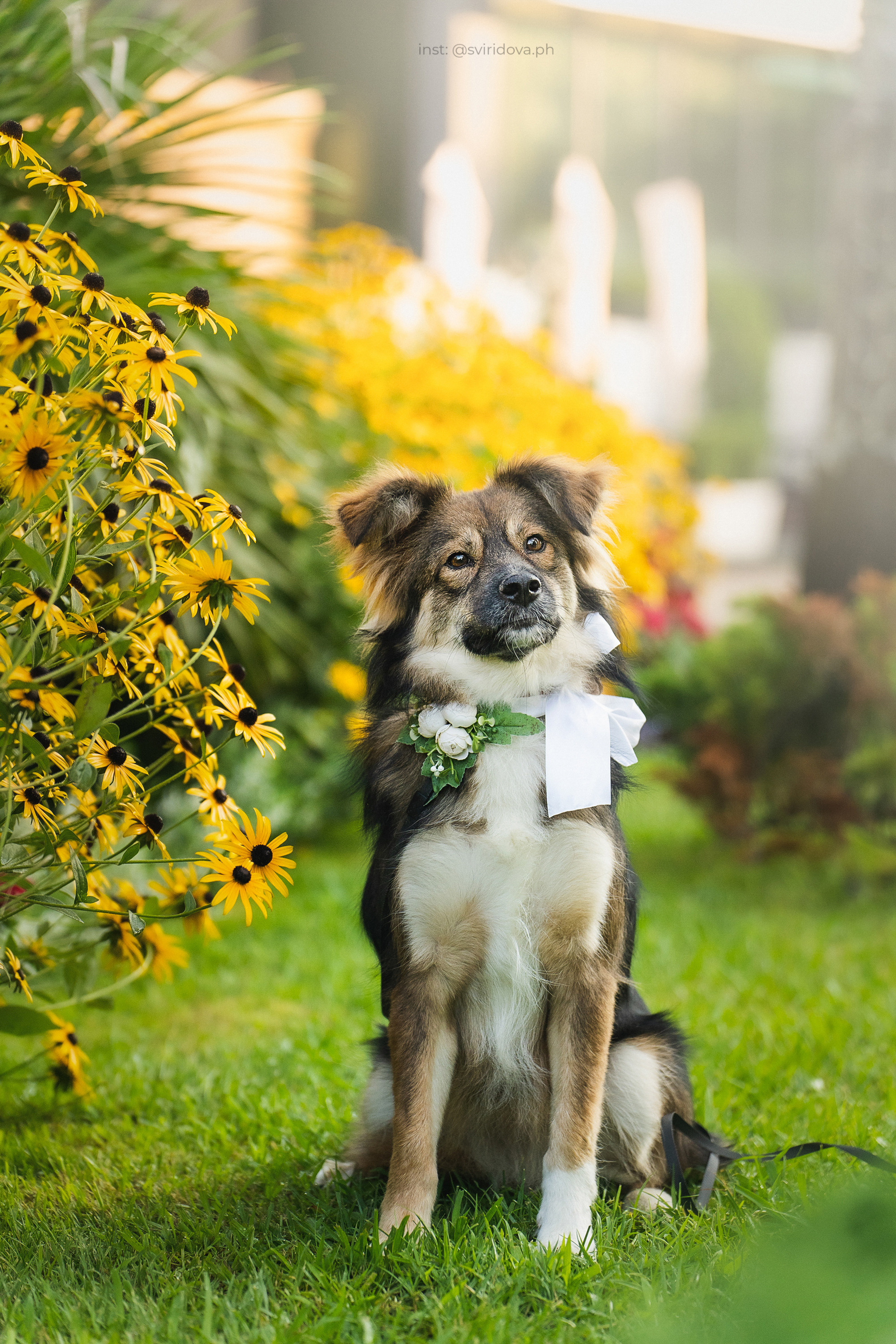 Собакам ищут дом. Фотограф анималист в Москве и Санкт-Петербурге Свиридова Анна