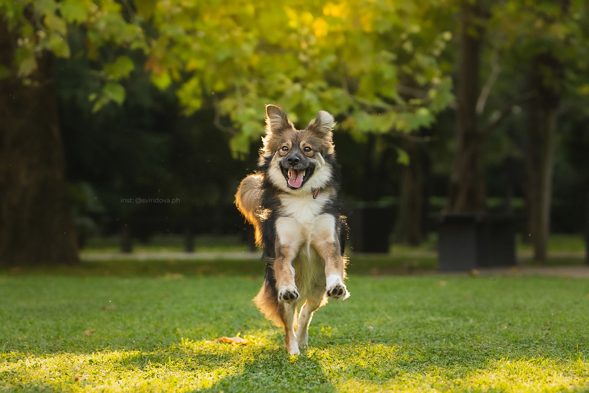 Собакам ищут дом. Фотограф анималист в Москве и Санкт-Петербурге Свиридова Анна