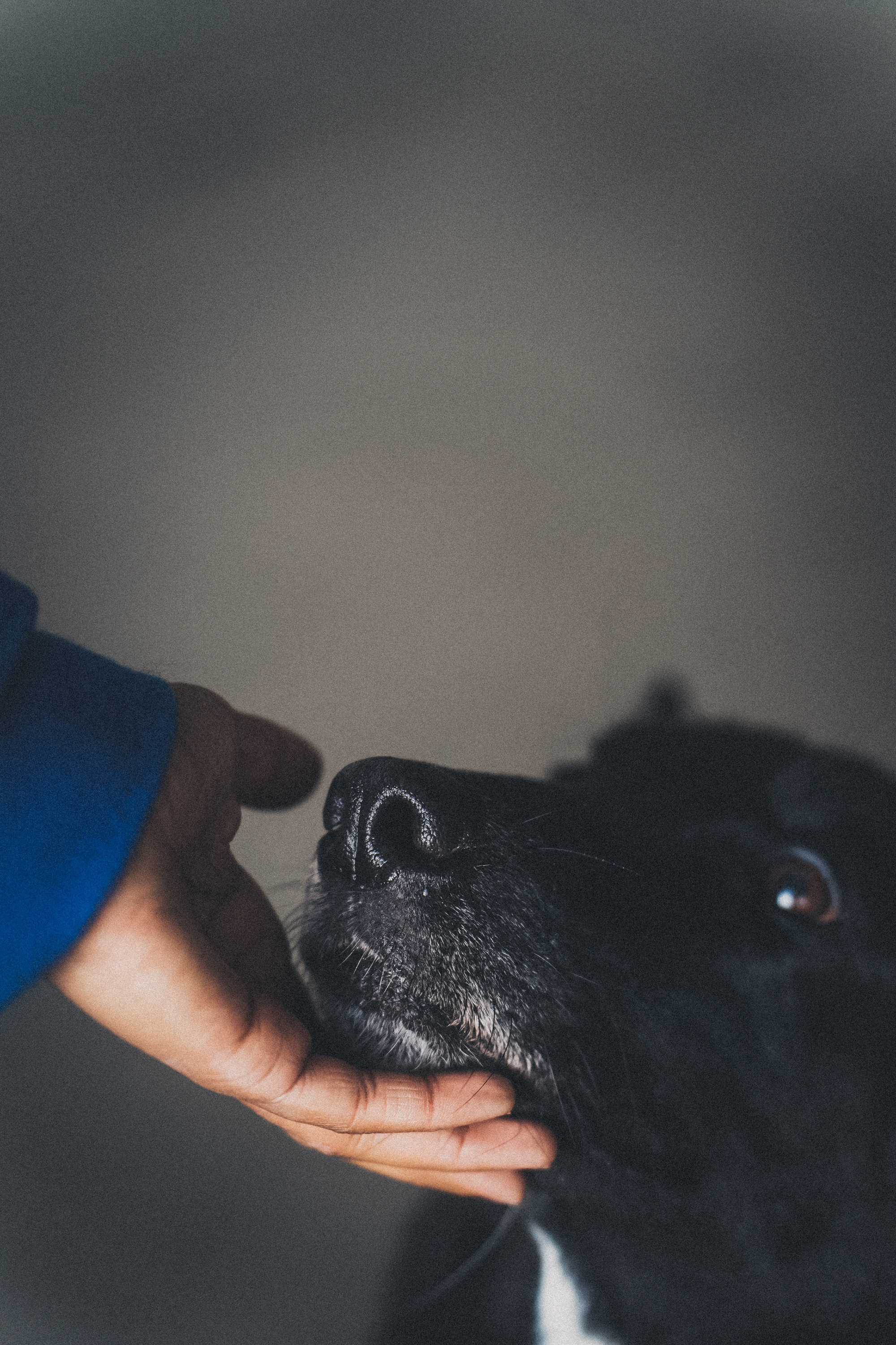 Вика и Чара. Фотограф анималист в Москве и Санкт-Петербурге Свиридова Анна