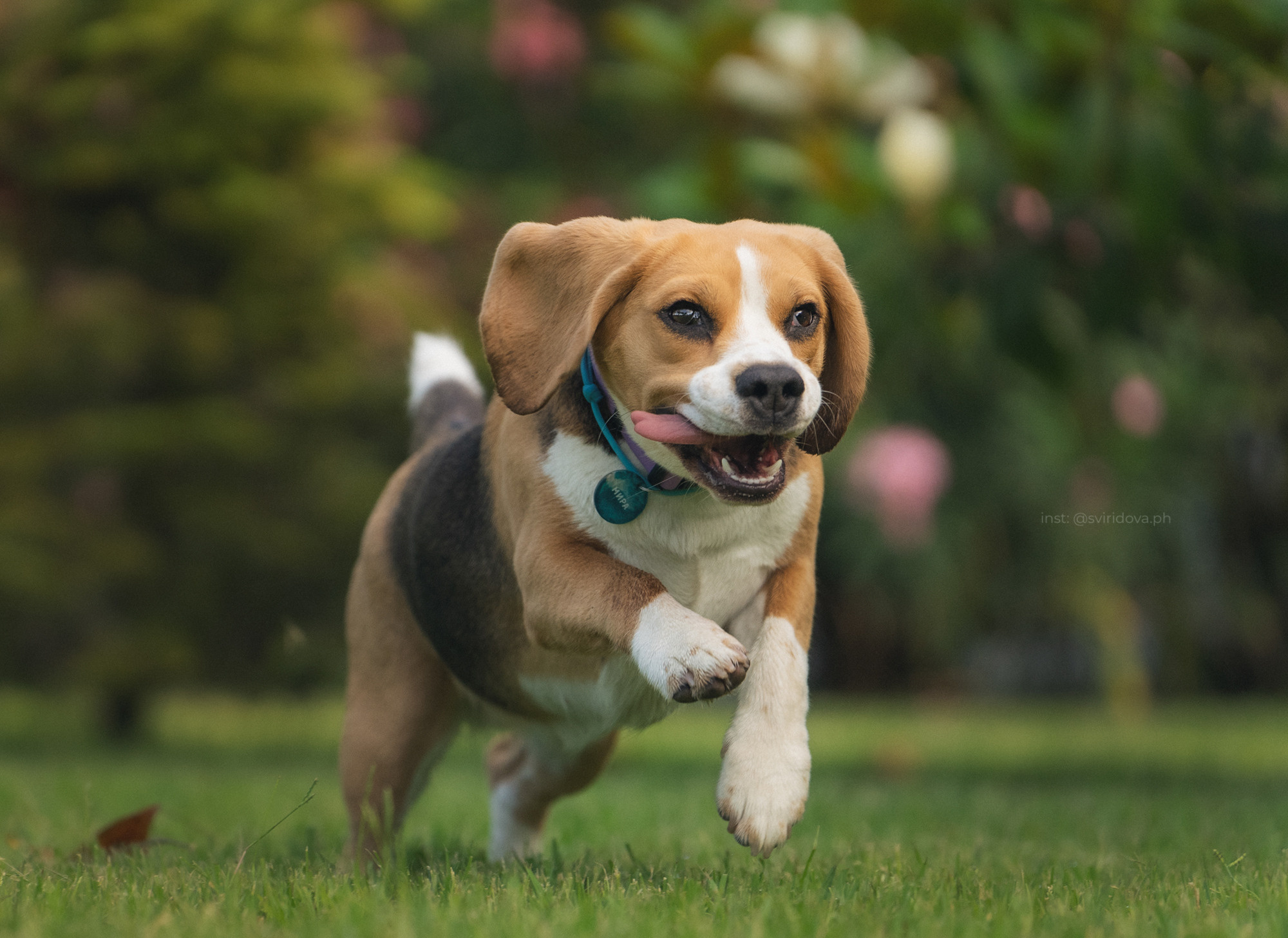 Евгения и Мира. Фотограф анималист в Москве и Санкт-Петербурге Свиридова Анна
