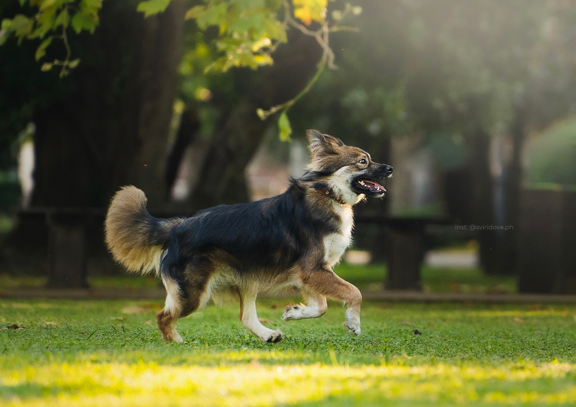 Собакам ищут дом. Фотограф анималист в Москве и Санкт-Петербурге Свиридова Анна