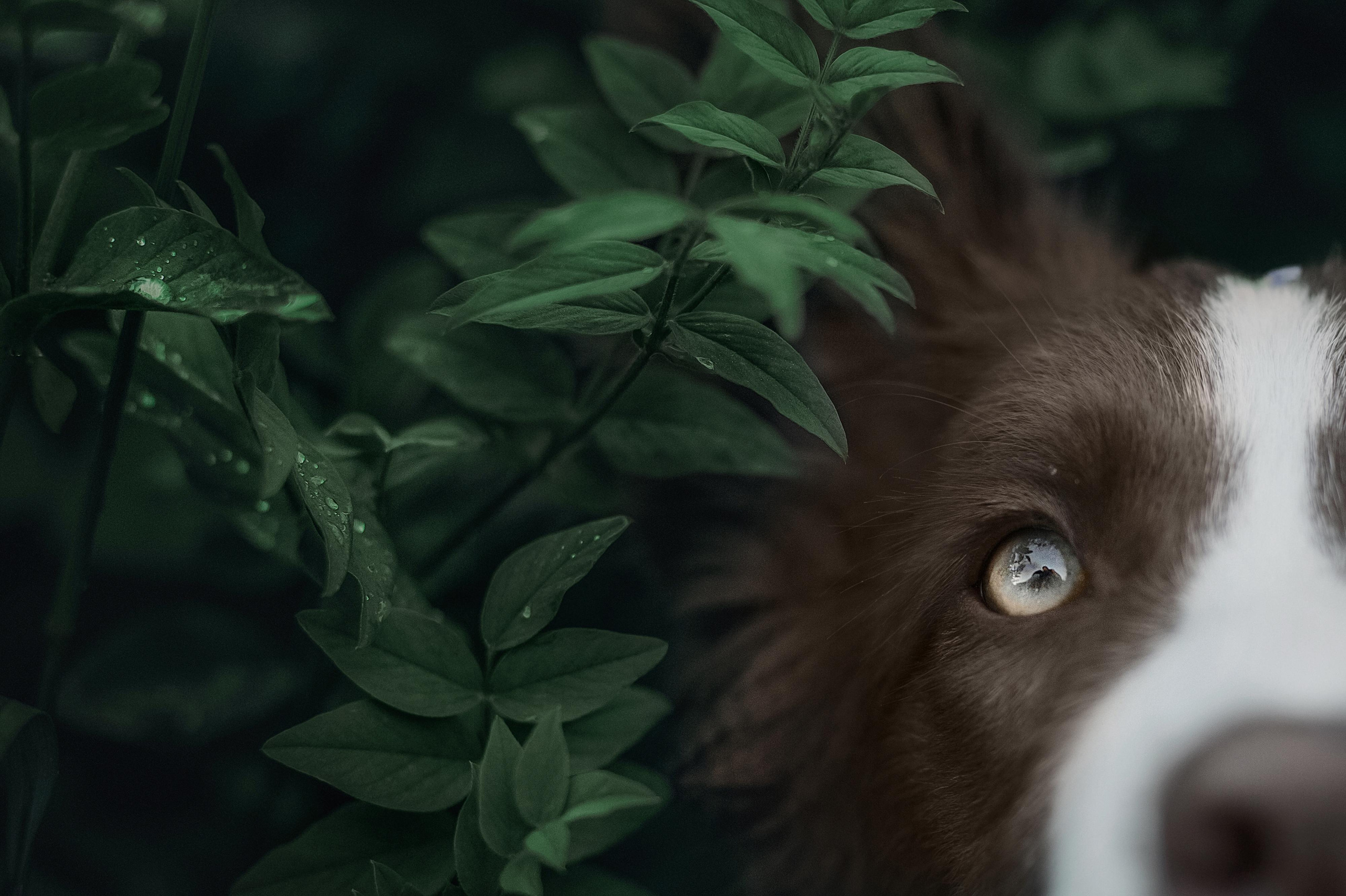 Фотограф анималист в Москве и Санкт-Петербурге Свиридова Анна