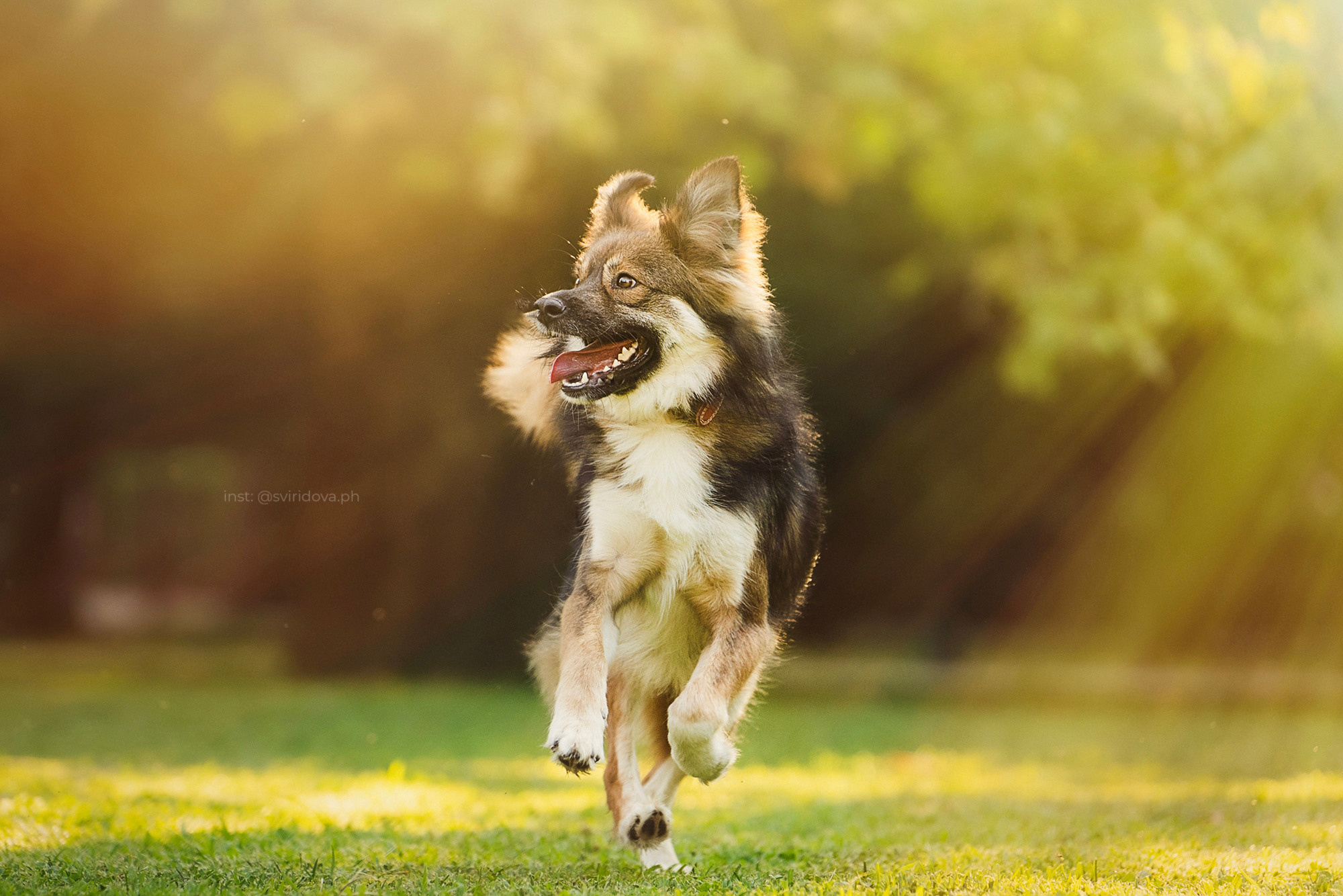 Собакам ищут дом. Фотограф анималист в Москве и Санкт-Петербурге Свиридова Анна