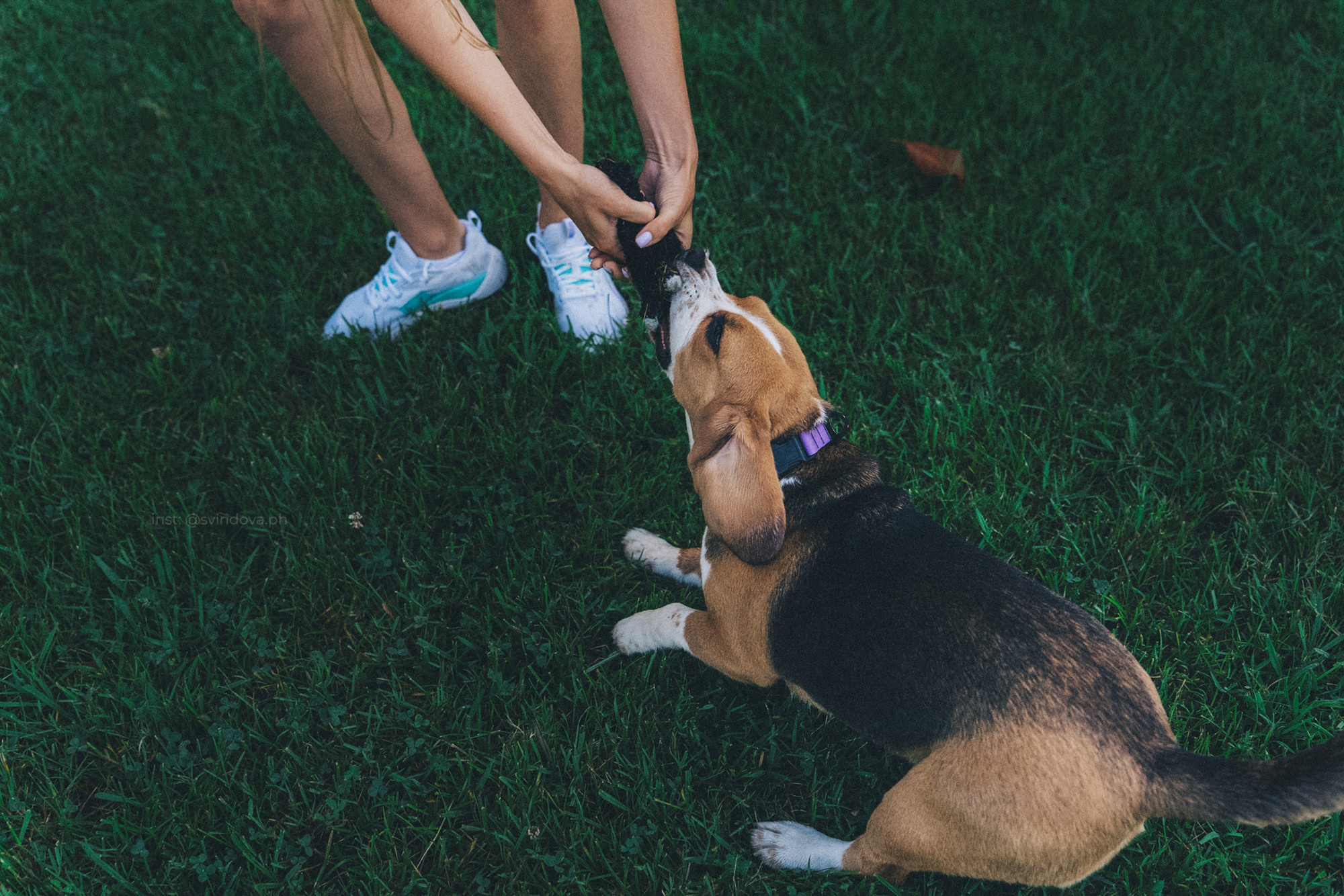 Евгения и Мира. Фотограф анималист в Москве и Санкт-Петербурге Свиридова Анна