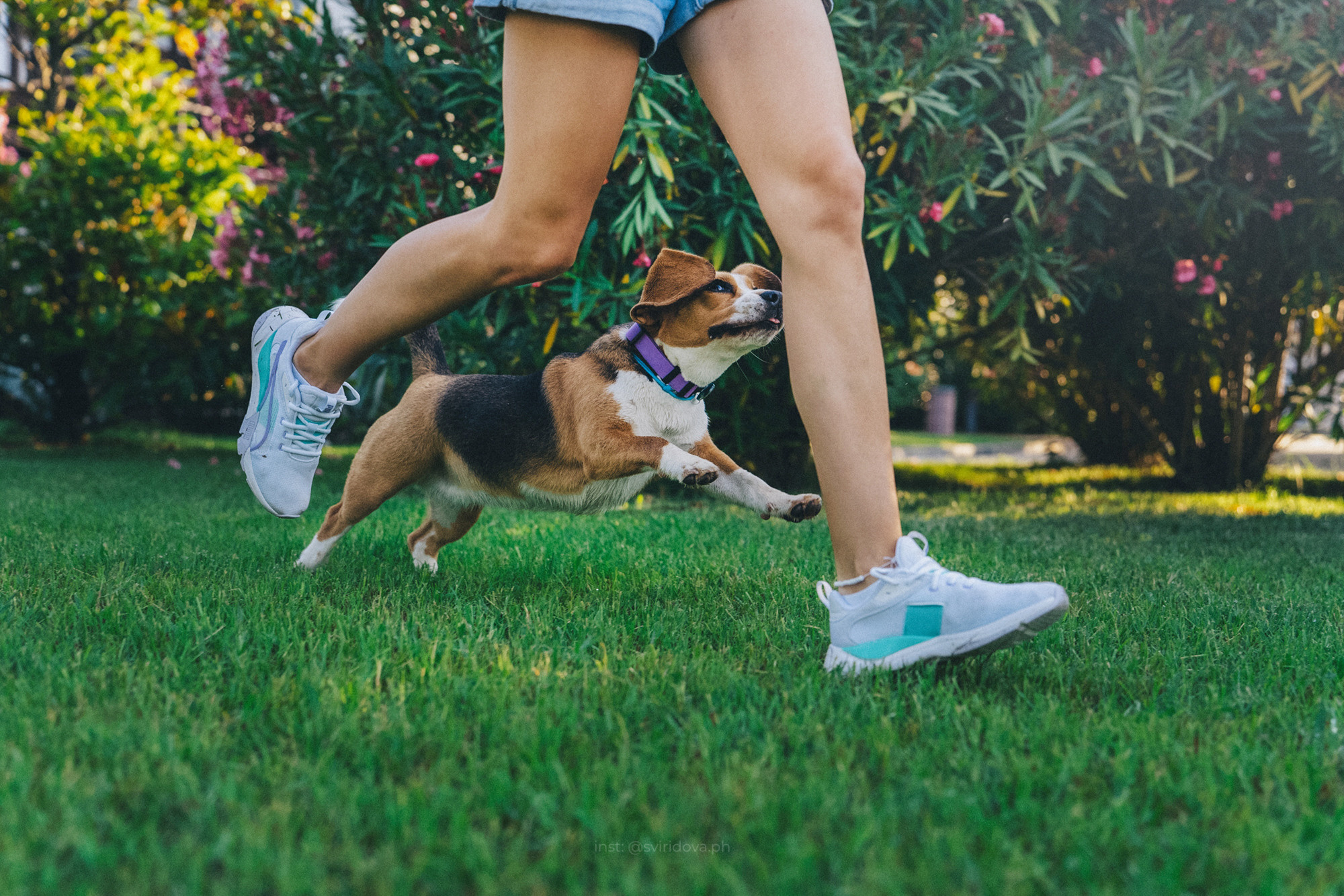 Евгения и Мира. Фотограф анималист в Москве и Санкт-Петербурге Свиридова Анна