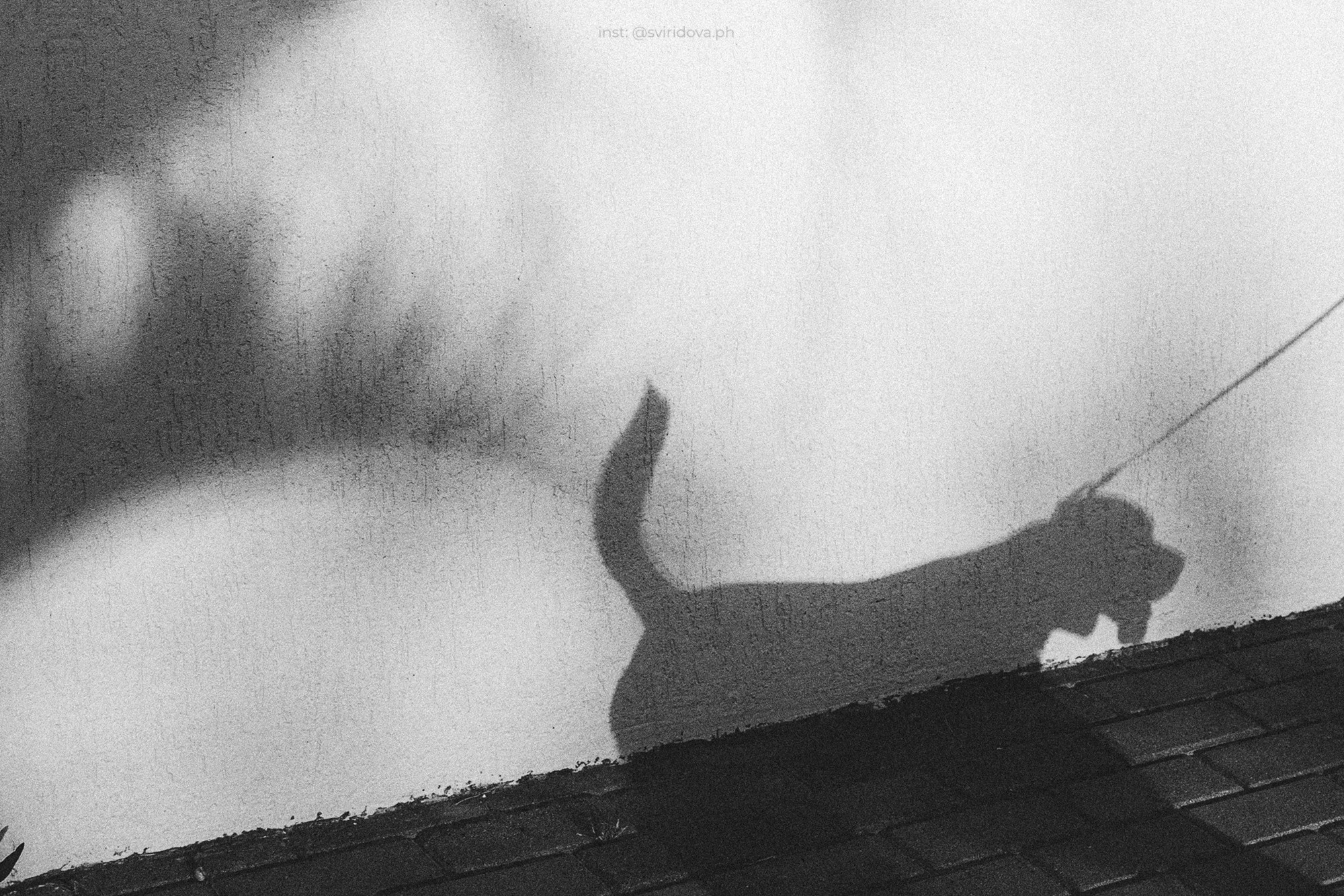 Евгения и Мира. Фотограф анималист в Москве и Санкт-Петербурге Свиридова Анна