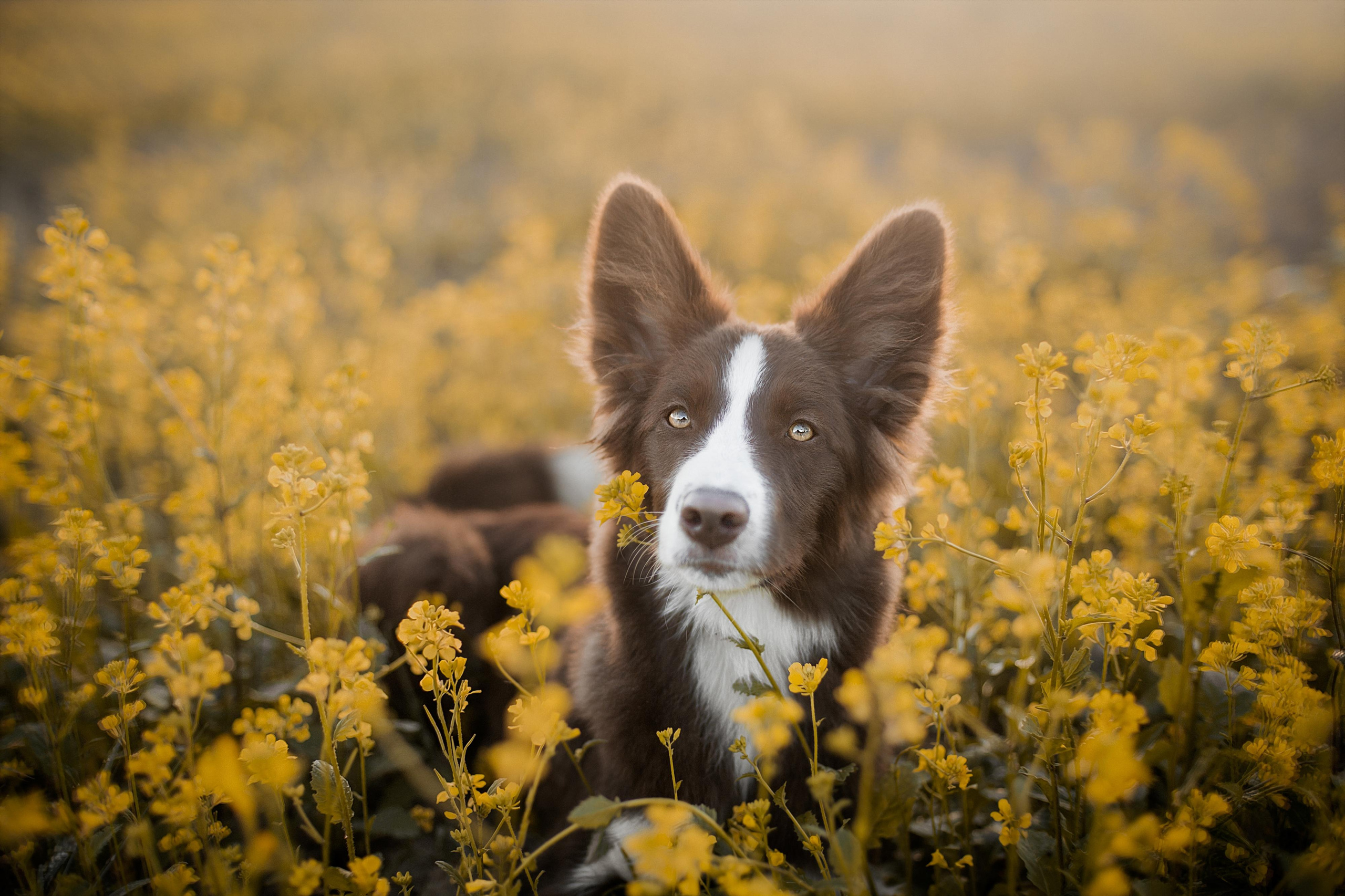 Фотограф анималист в Москве и Санкт-Петербурге Свиридова Анна