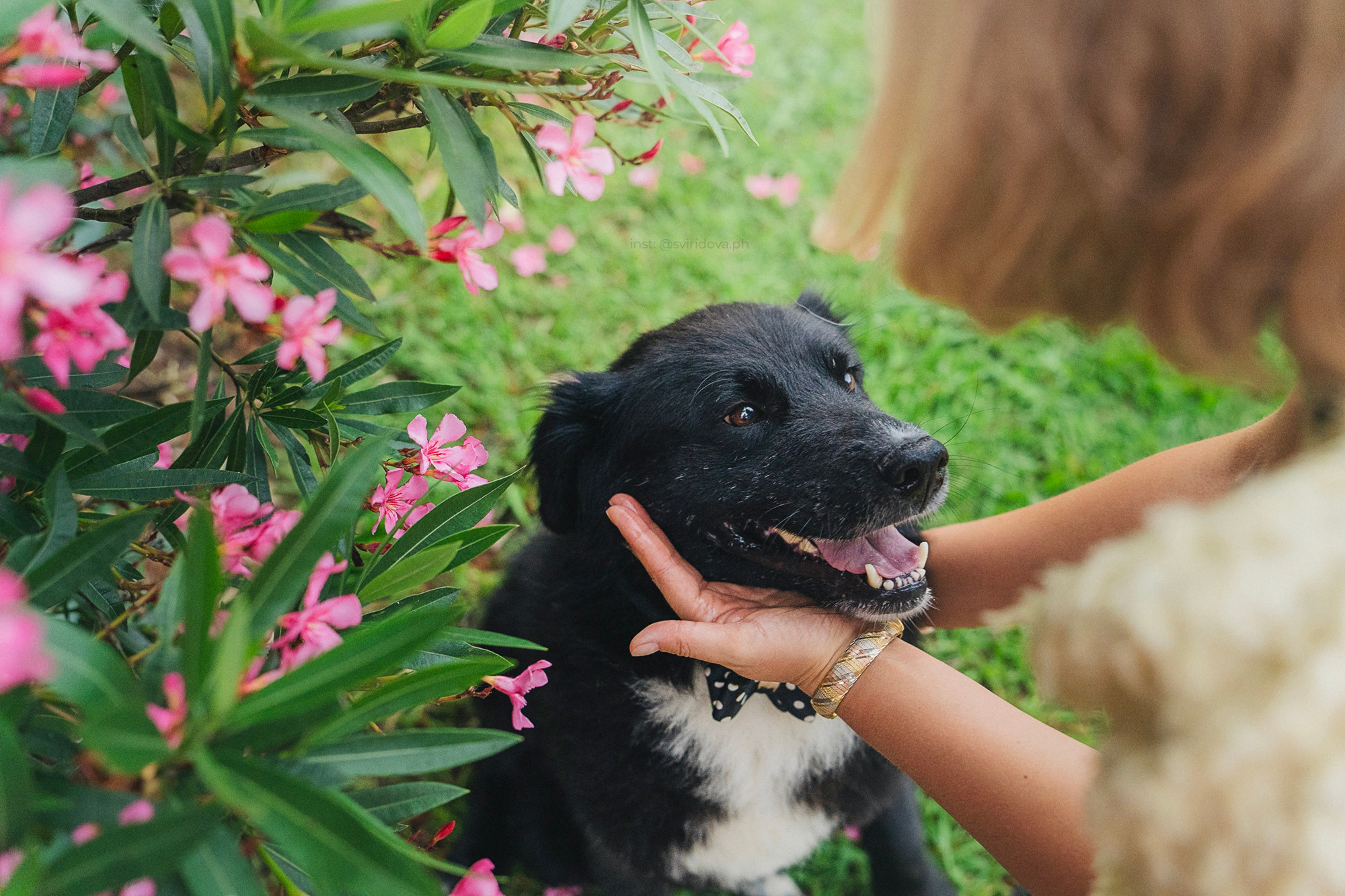 Собакам ищут дом. Фотограф анималист в Москве и Санкт-Петербурге Свиридова Анна