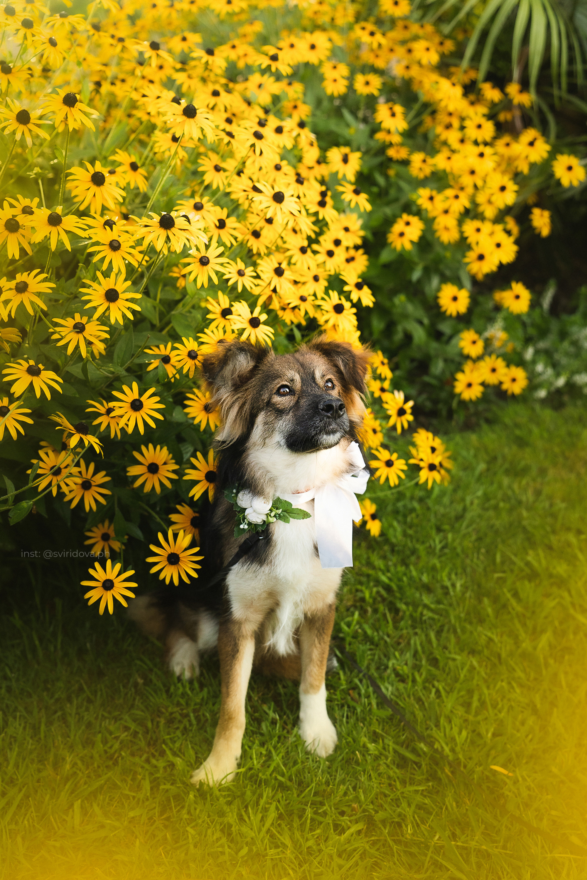 Собакам ищут дом. Фотограф анималист в Москве и Санкт-Петербурге Свиридова Анна